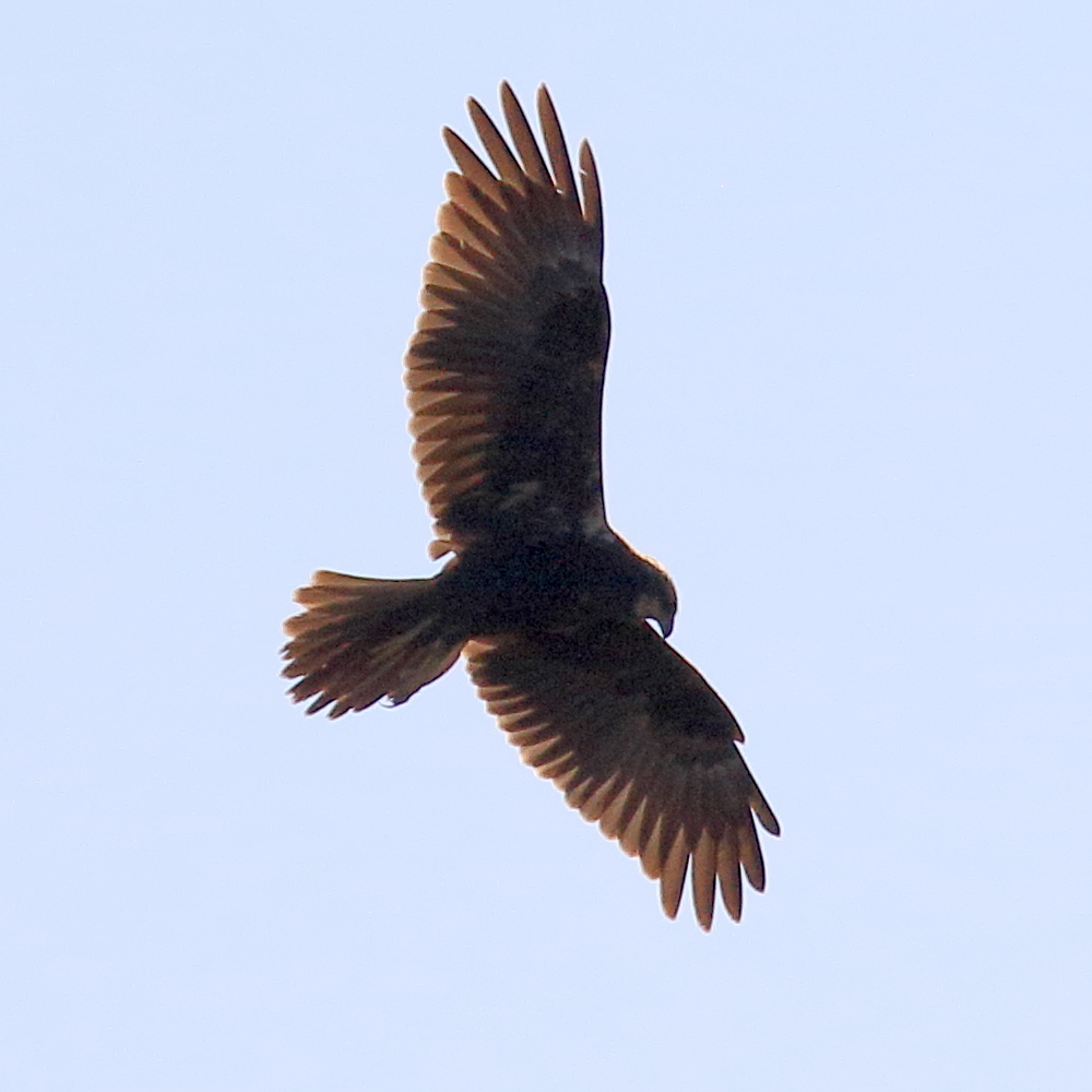 busard_des_roseaux_-_circus_aeruginosus10bd