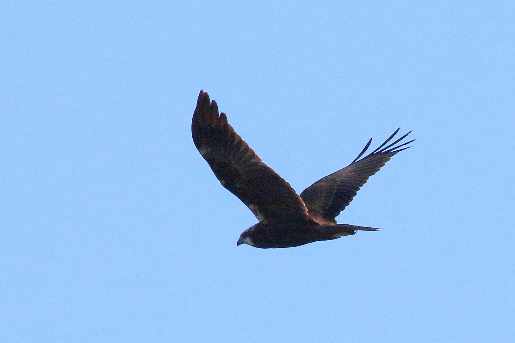 busard_des_roseaux_-_circus_aeruginosus9bd