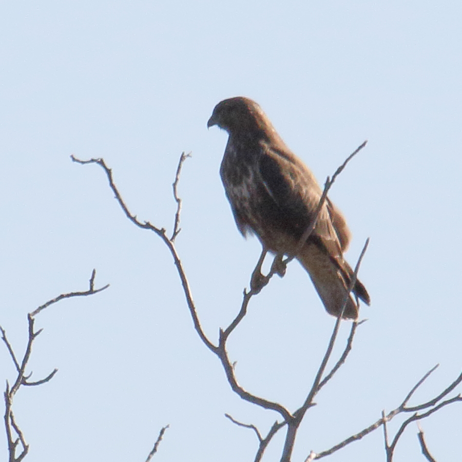 buse_variable_-_buteo_buteo8md