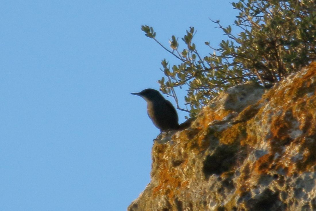 monticole_bleu_-_monticola_solitarius4md