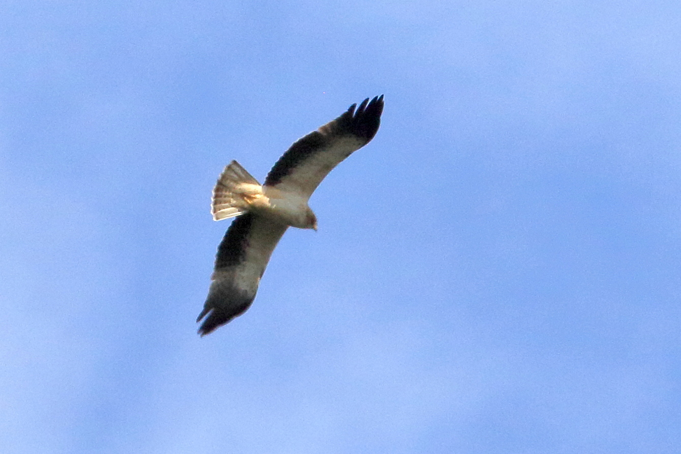 aigle_botte_-_hieraaetus_pennatus2bd