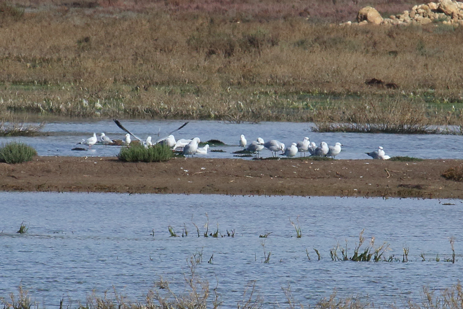 goeland_d-audouin_-_ichthyaetus_audouinii1md