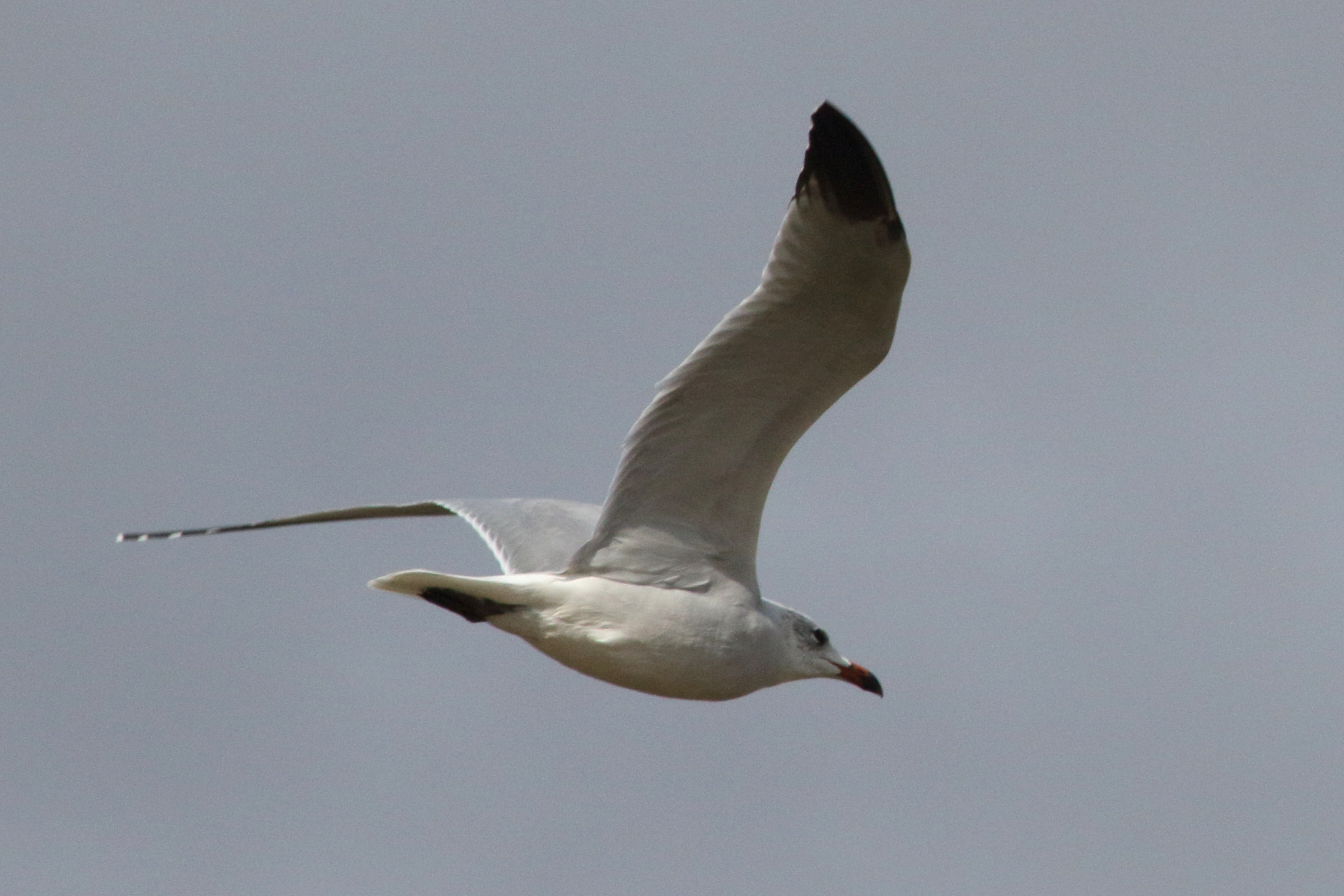 goeland_d-audouin_-_ichthyaetus_audouinii2md