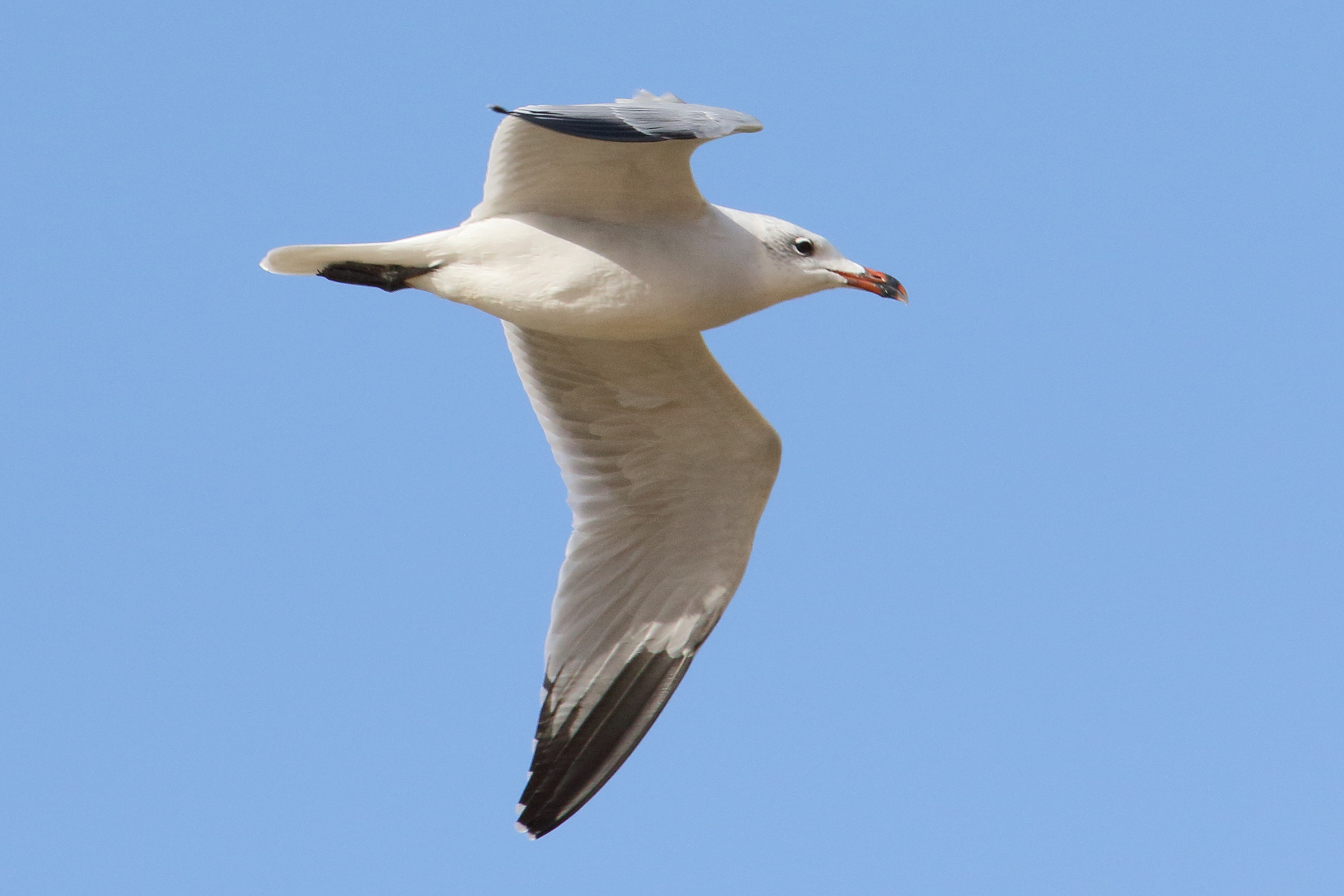 goeland_d-audouin_-_ichthyaetus_audouinii3md