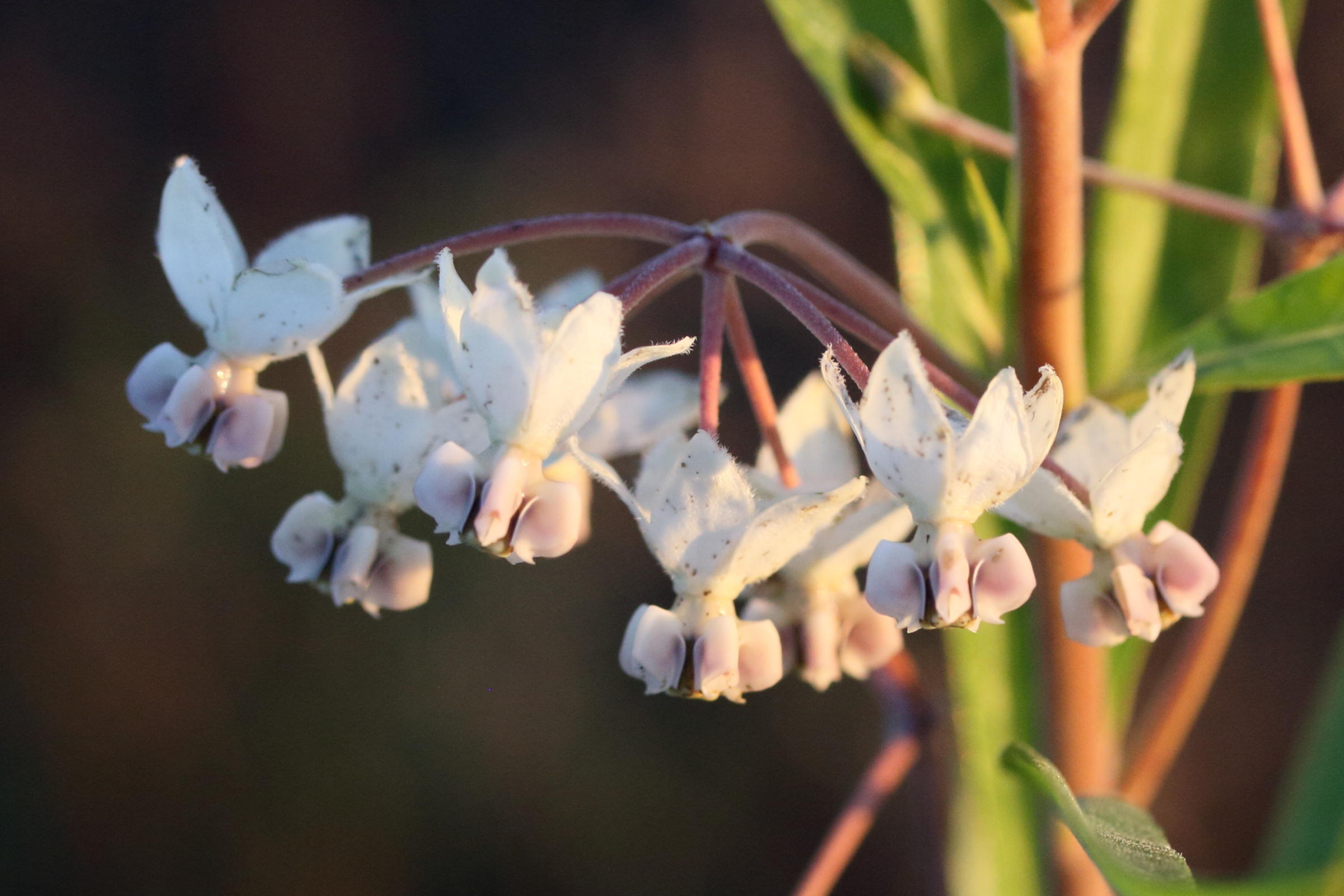 gomphocarpus_physocarpus2md