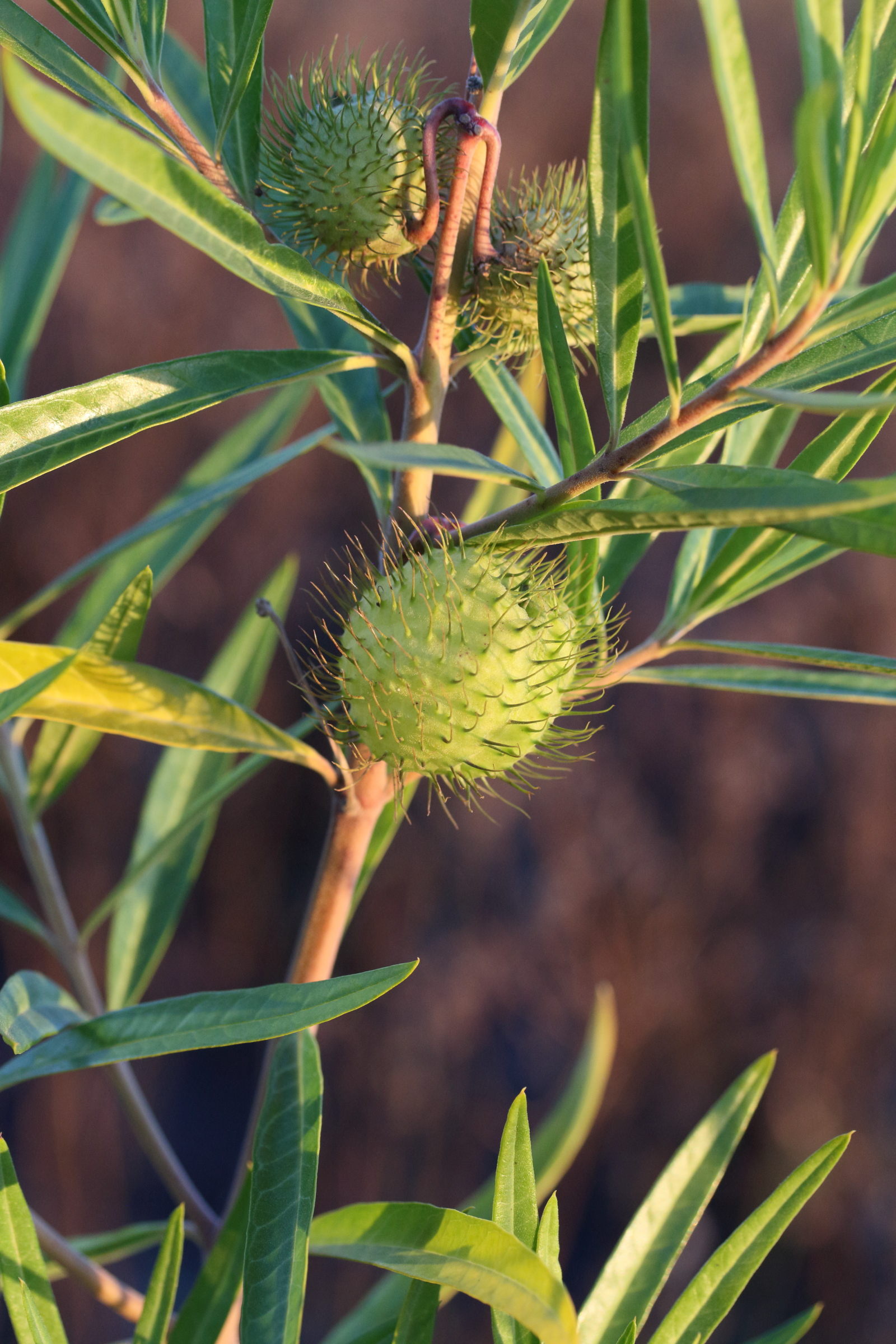 gomphocarpus_physocarpus3md