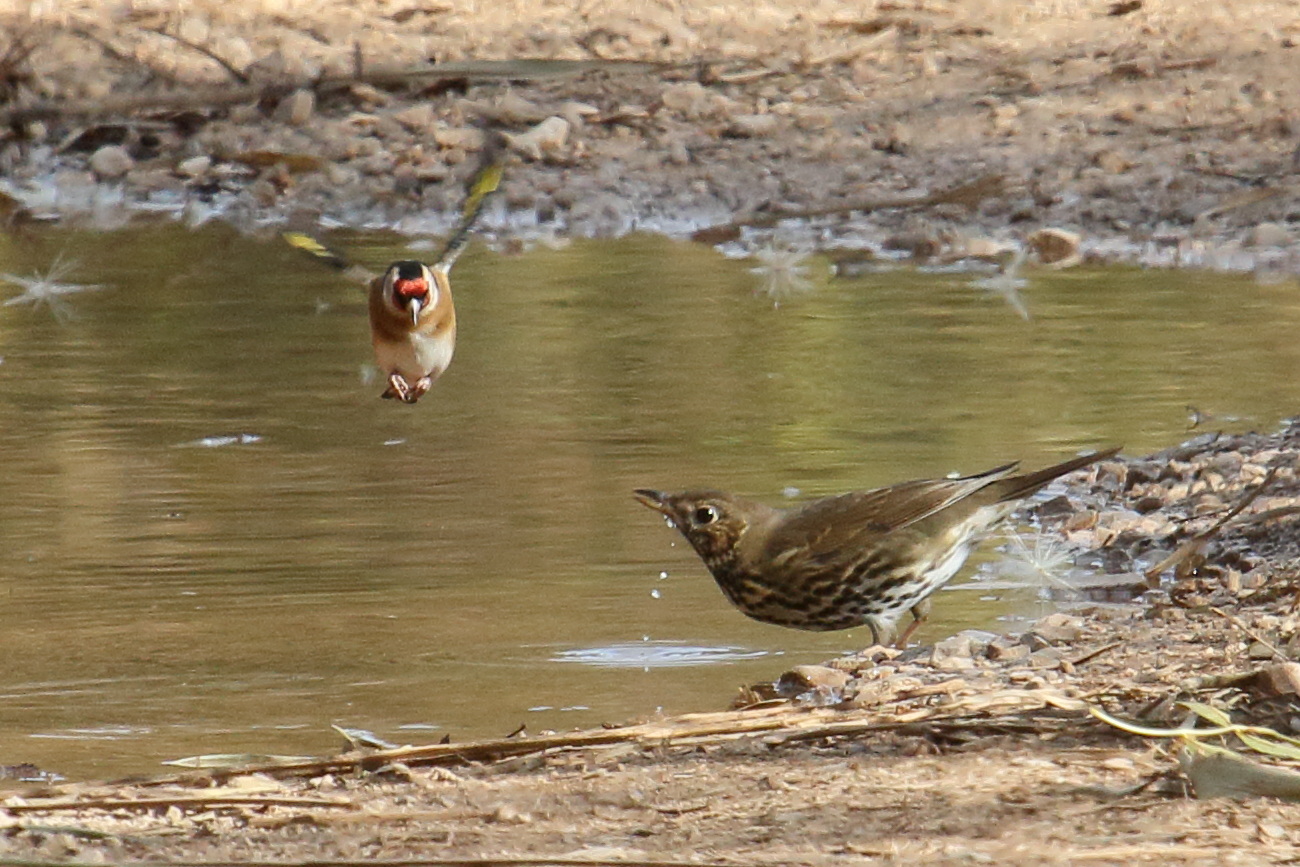 grive_musicienne_-_turdus_philomelos10md