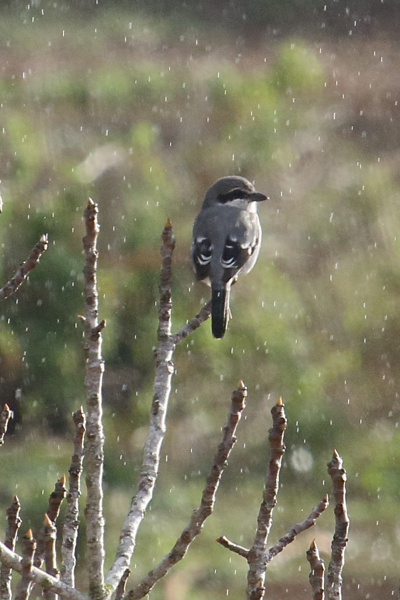 pie-grieche_meridionale_-_lanius_meridionalis1md