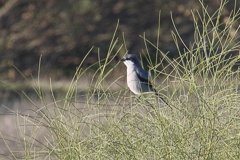 pie-grieche_meridionale_-_lanius_meridionalis2md