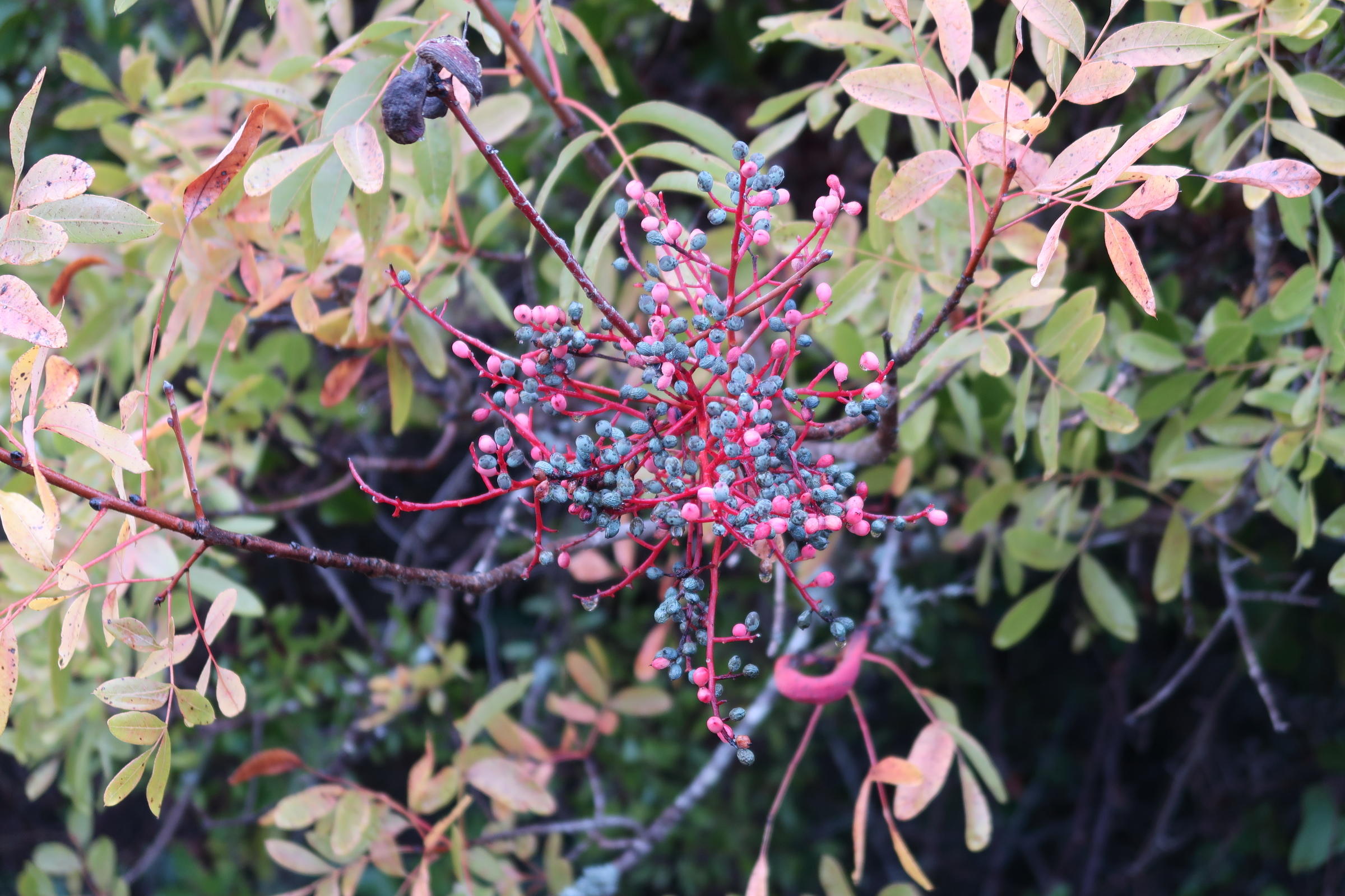 Afficher le média pistacia_terebinthus11md pistacia_terebinthus11md