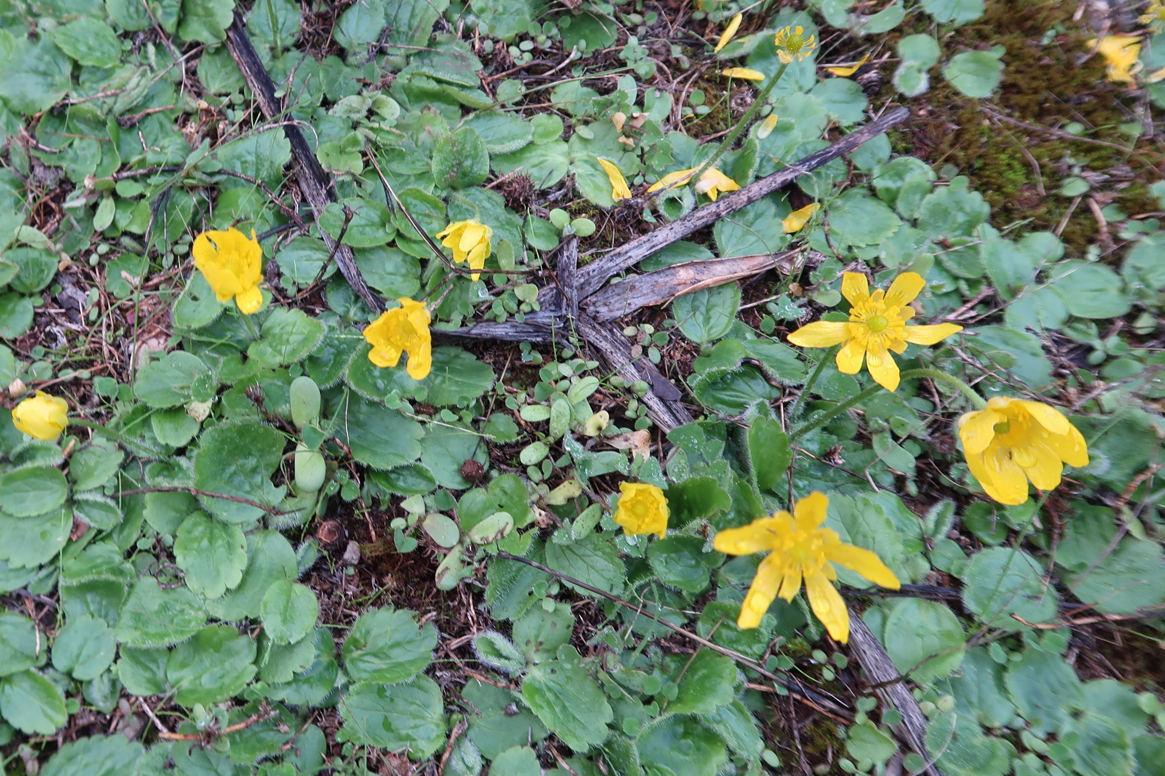 Afficher le média ranunculus_bullatus1md ranunculus_bullatus1md