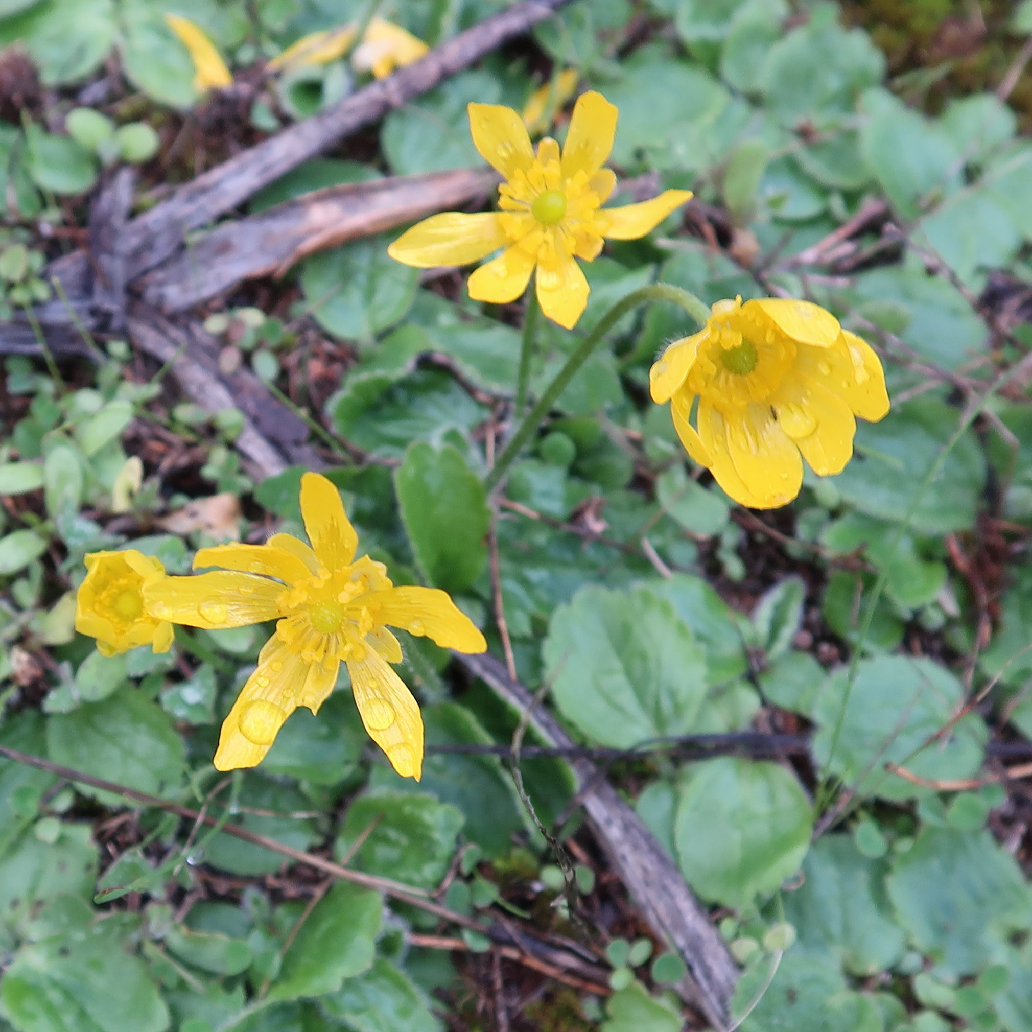 Afficher le média ranunculus_bullatus2md ranunculus_bullatus2md