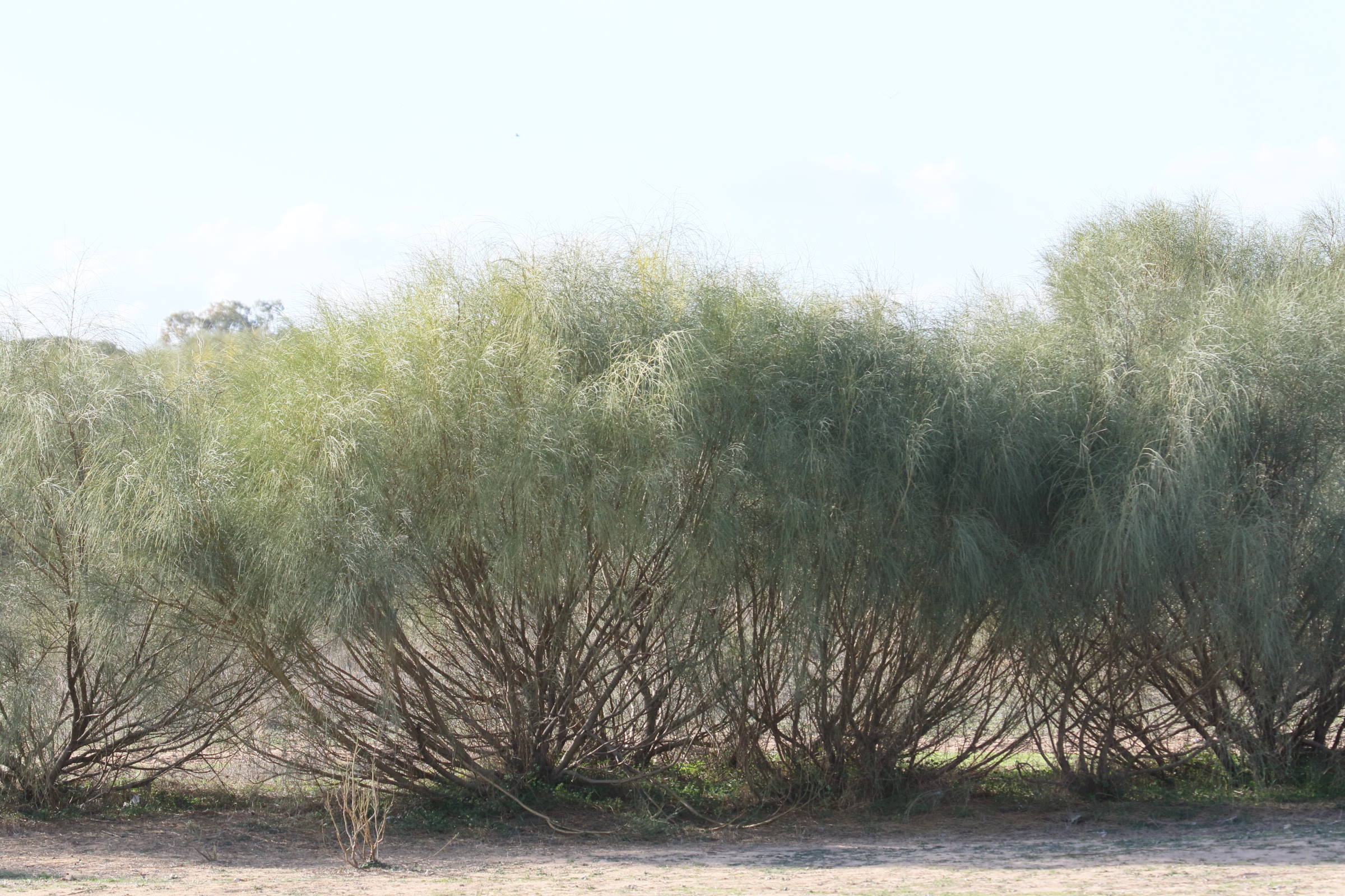 retama_monosperma1md