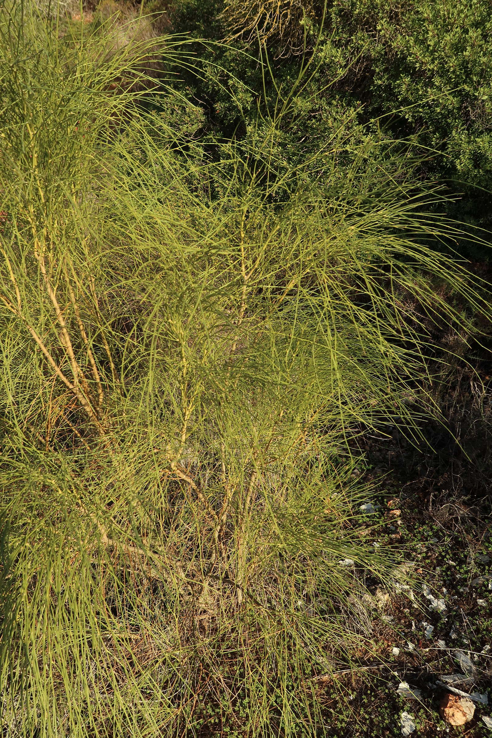 retama_monosperma2md