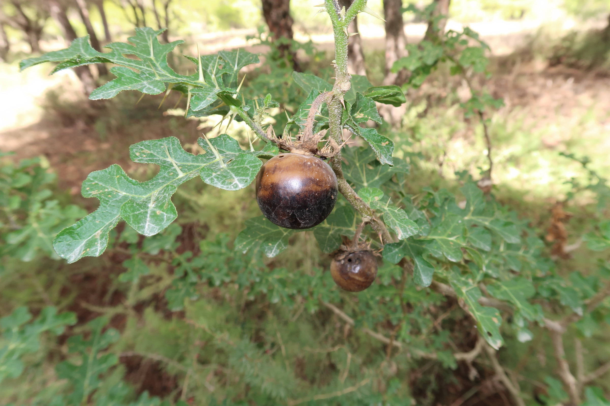 Afficher le média solanum_sodomeum7md solanum_sodomeum7md