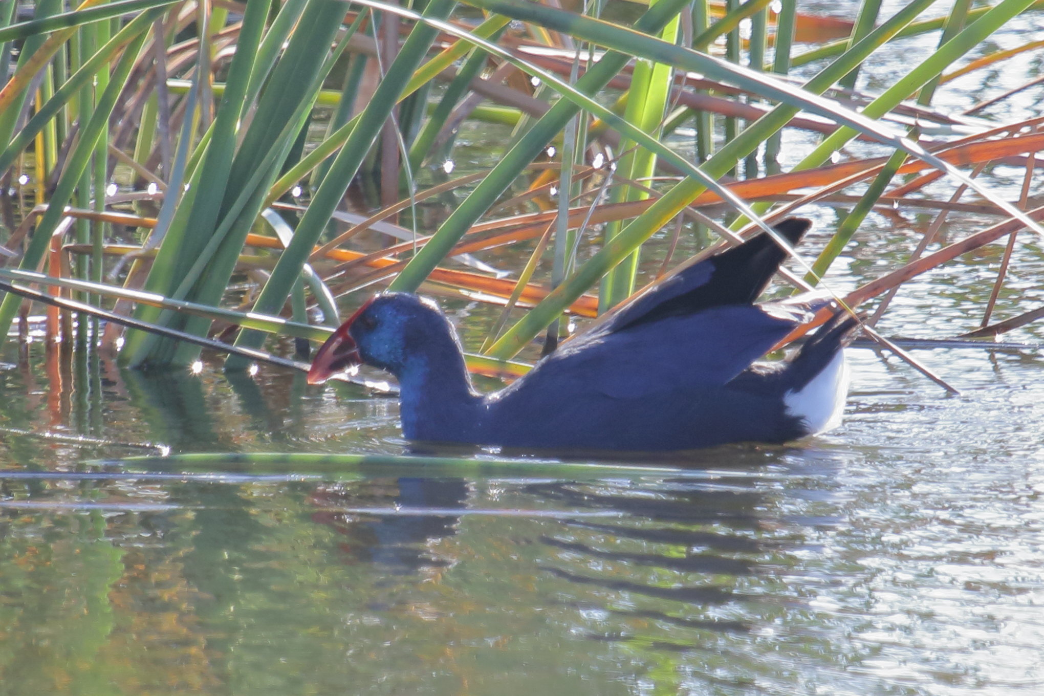 taleve_sultane_-_porphyrio_porphyrio8md