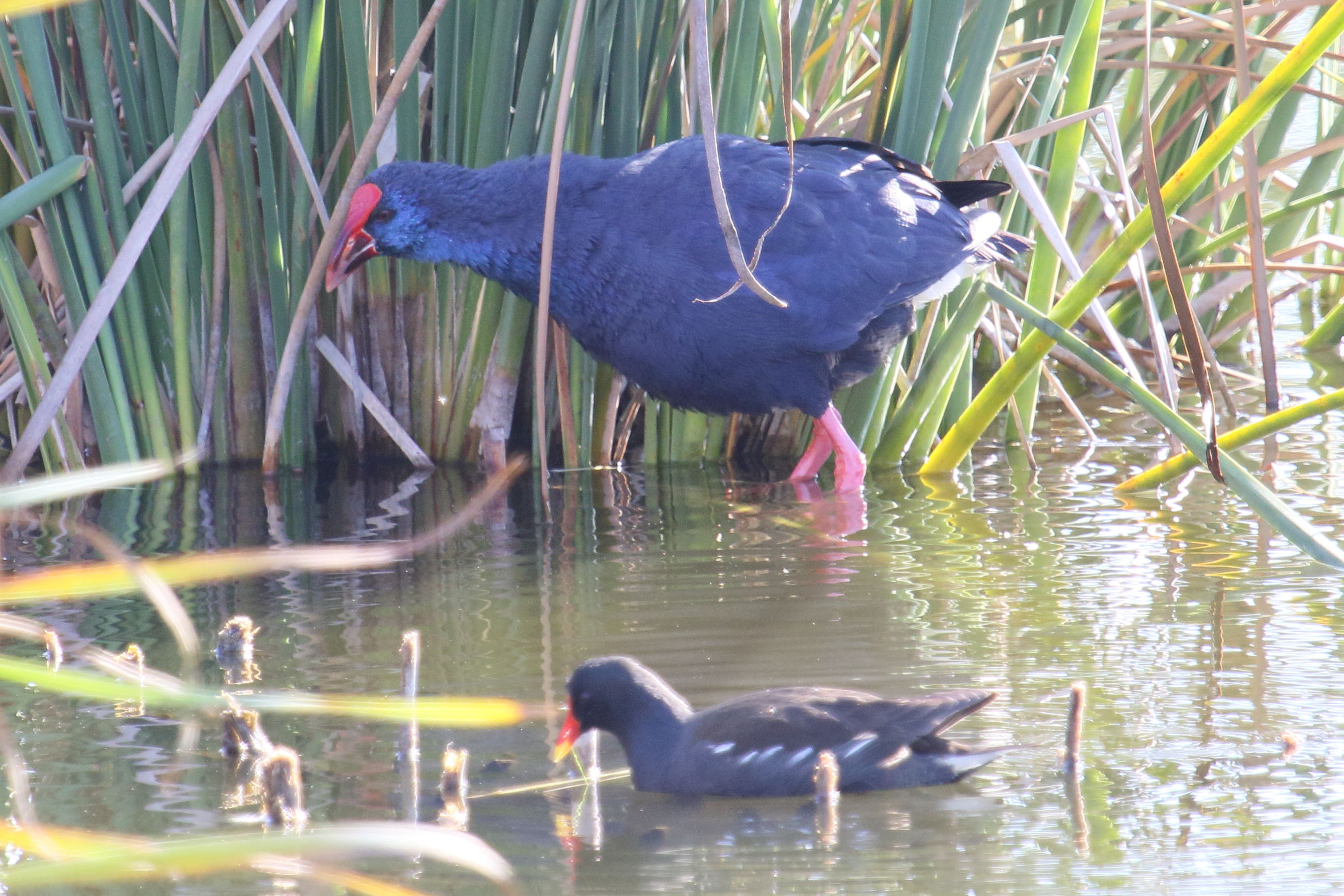 taleve_sultane_-_porphyrio_porphyrio9md