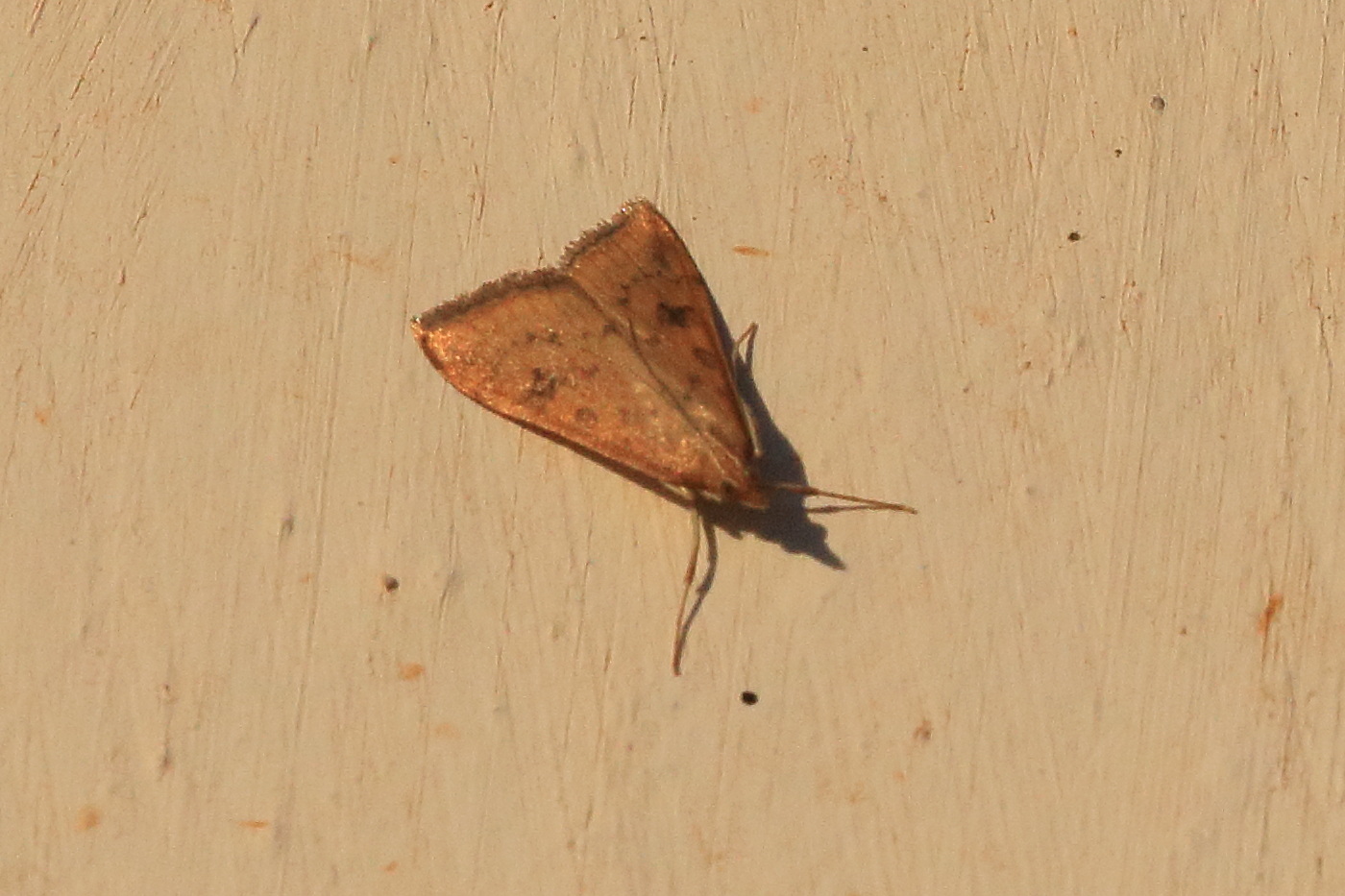 udea_ferrugalis4bd