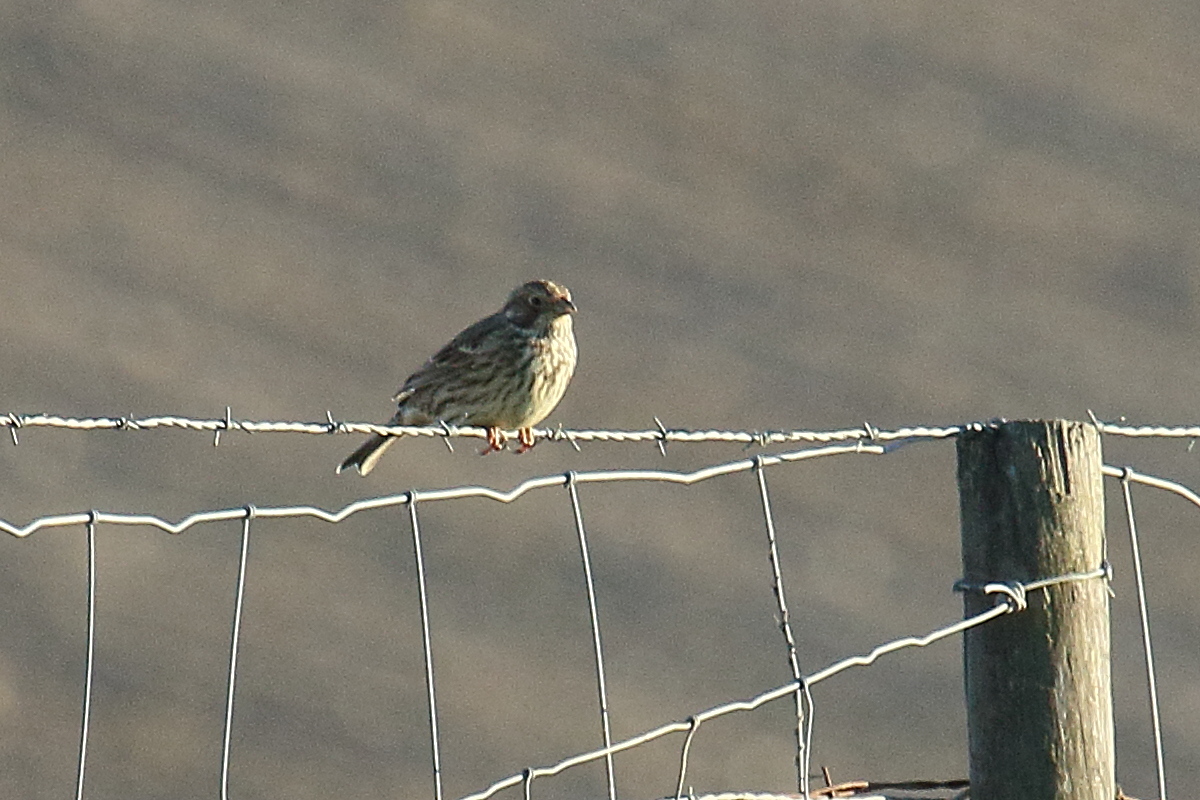 bruant_proyer_-_emberiza_calandra5md