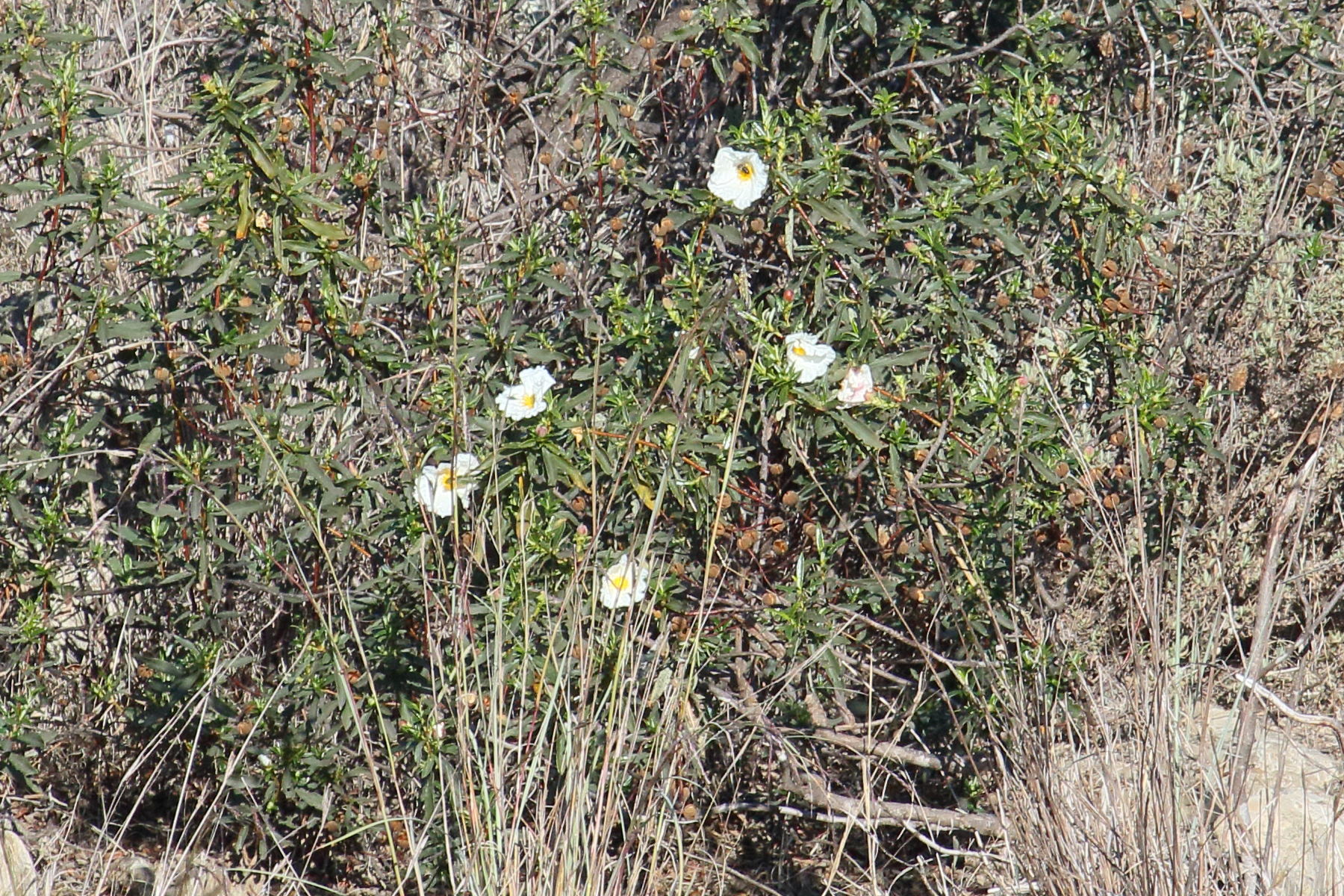 Afficher le média cistus_ladanifer6md cistus_ladanifer6md
