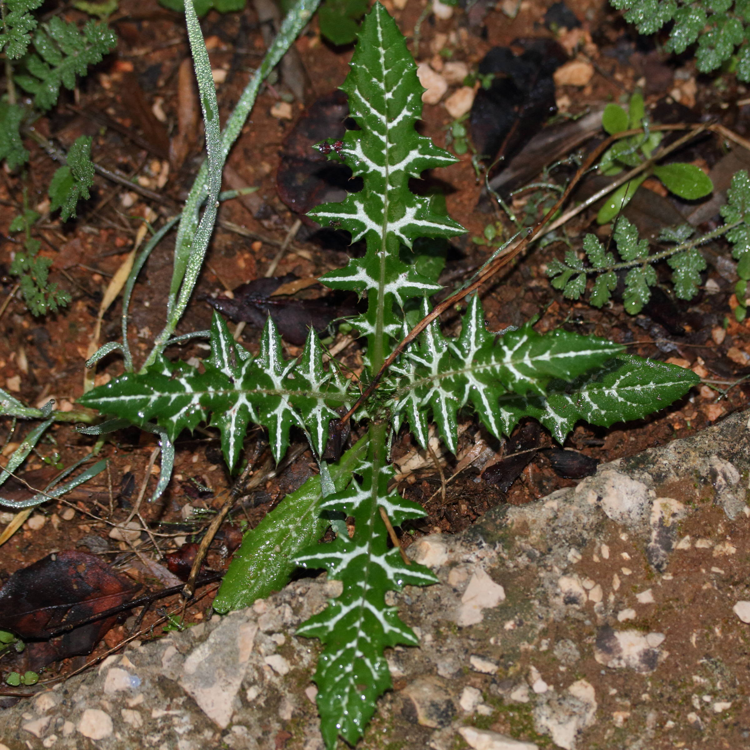 Afficher le média galactites_tomentosa9md galactites_tomentosa9md