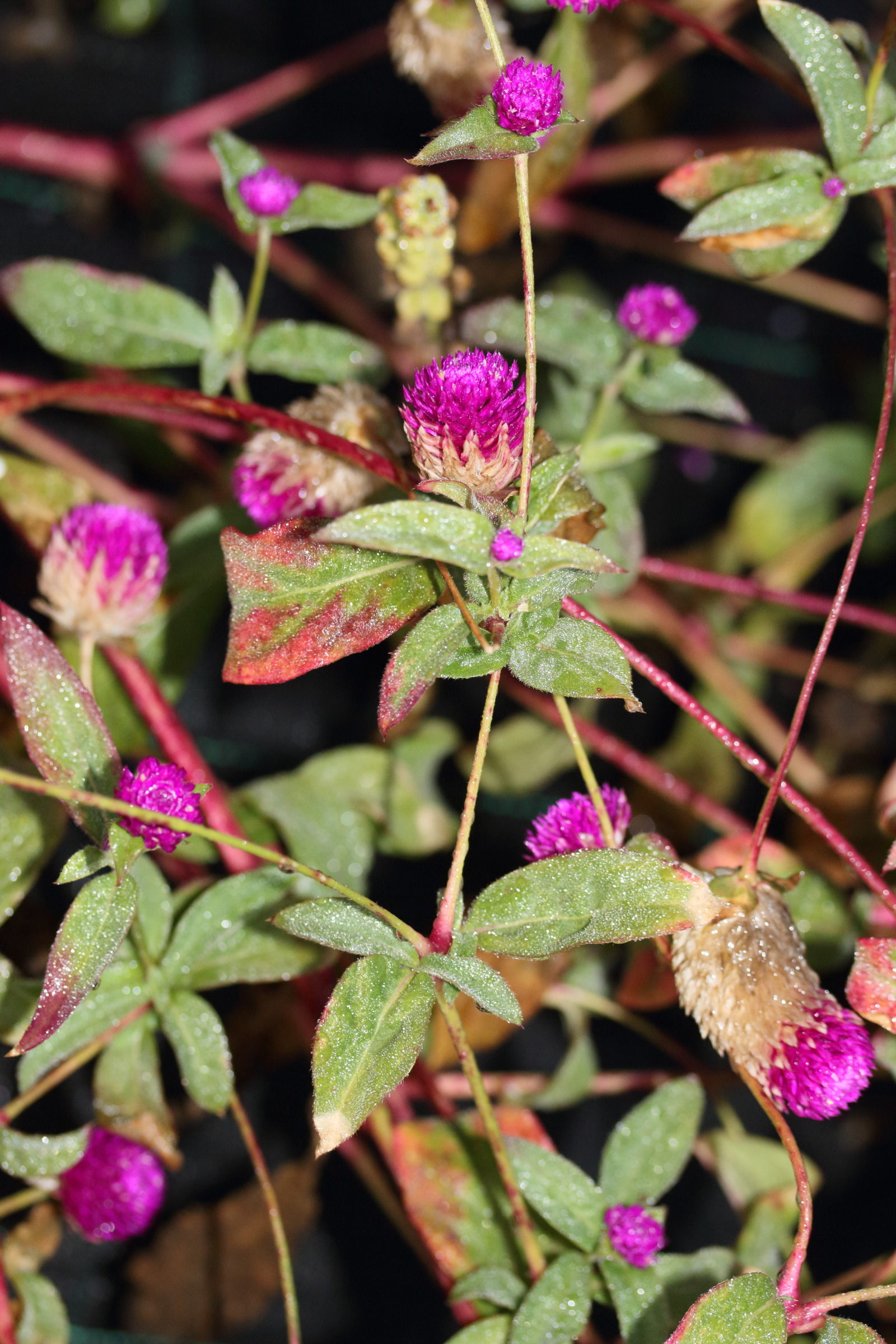 gomphrena_globosa4md
