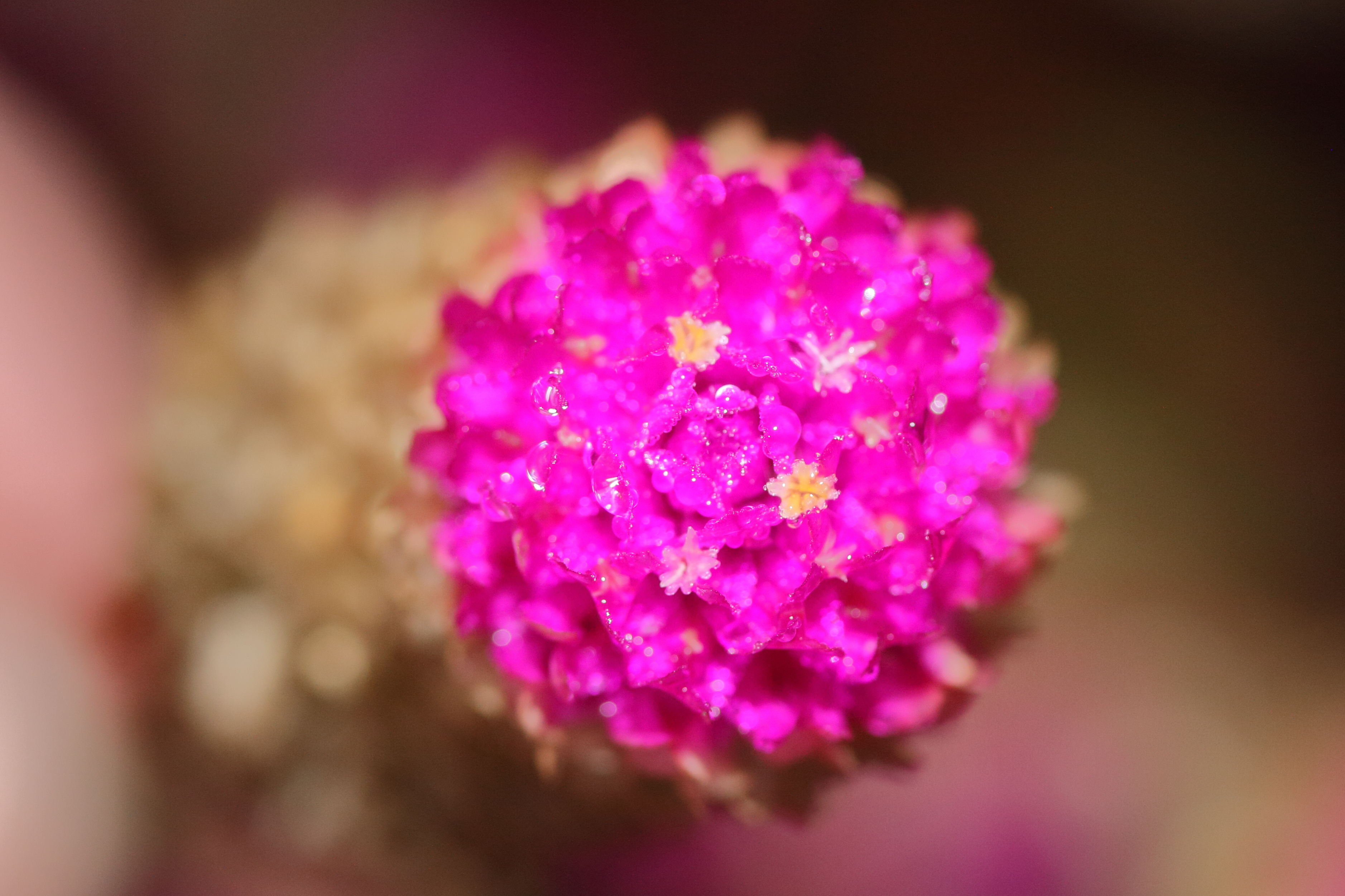 gomphrena_globosa5md