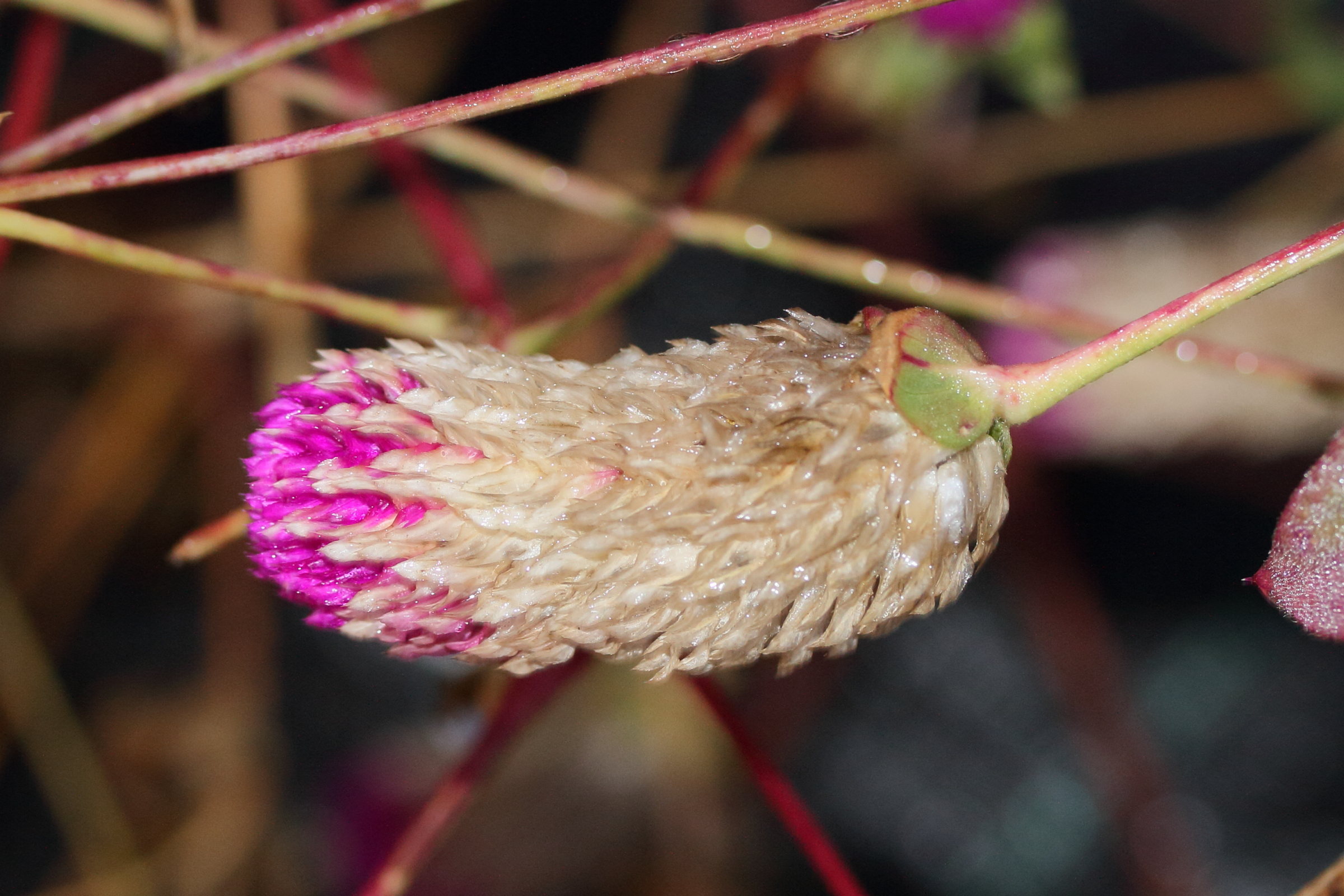 gomphrena_globosa6md