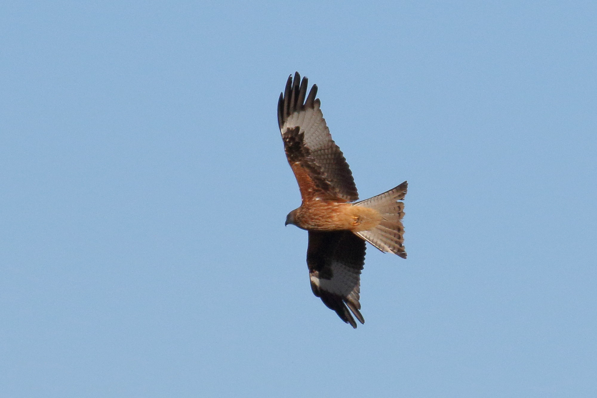 milan_royal_-_milvus_milvus8md