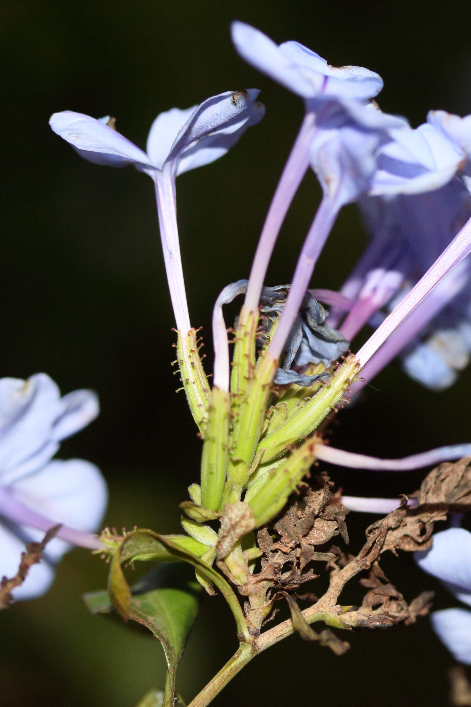 Afficher le média plumbago_auriculata5md plumbago_auriculata5md