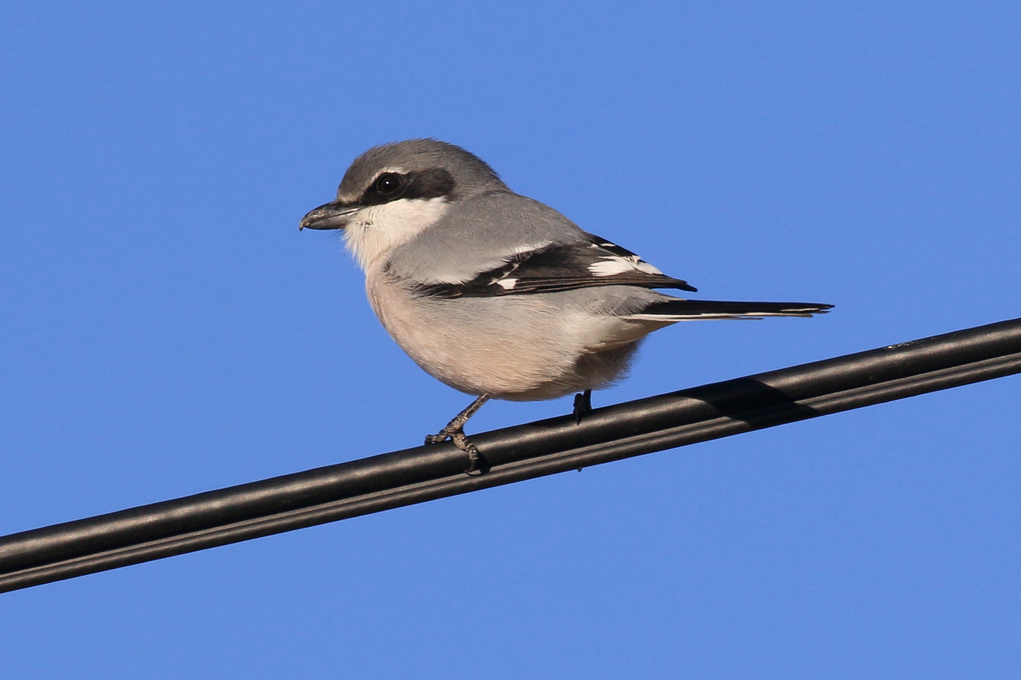 pie-grieche_meridionale_-_lanius_meridionalis4bd