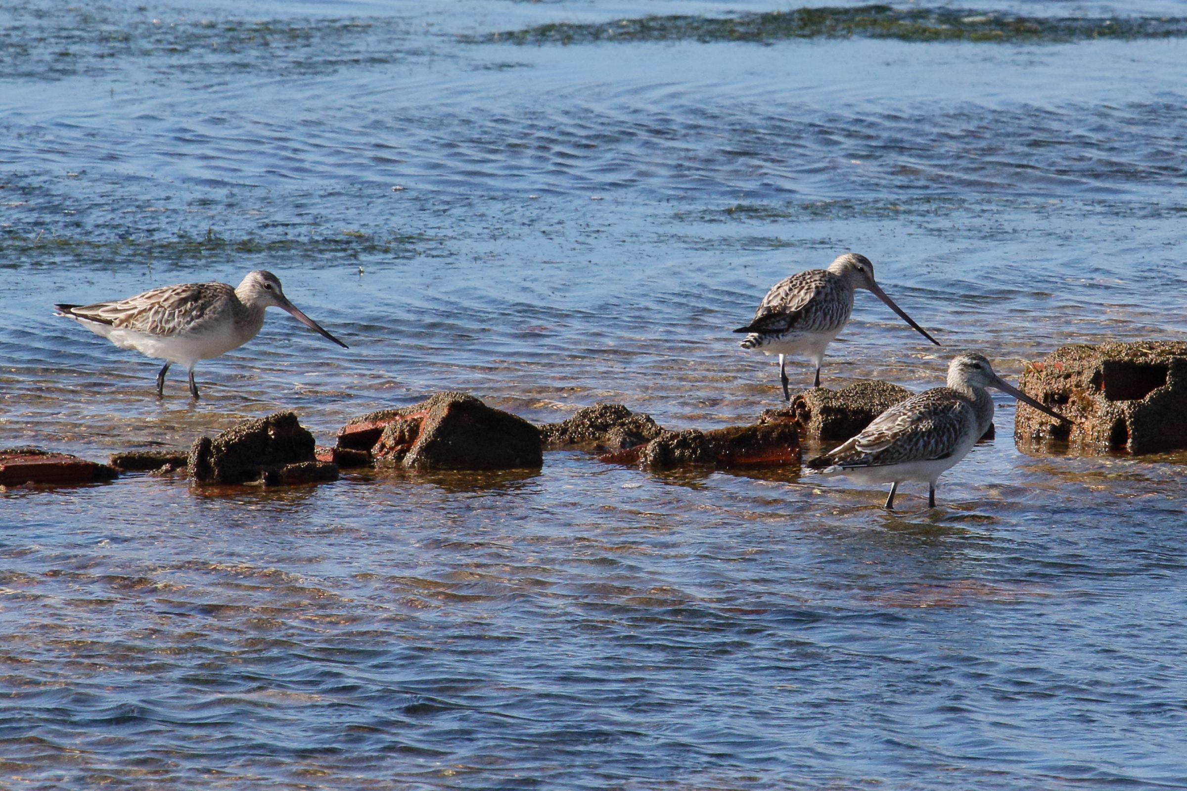 barge_rousse_-_limosa_lapponica6