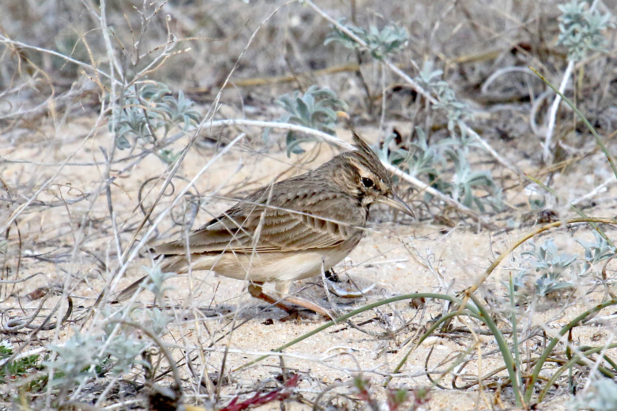 cochevis_huppe_-_galerida_cristata8md