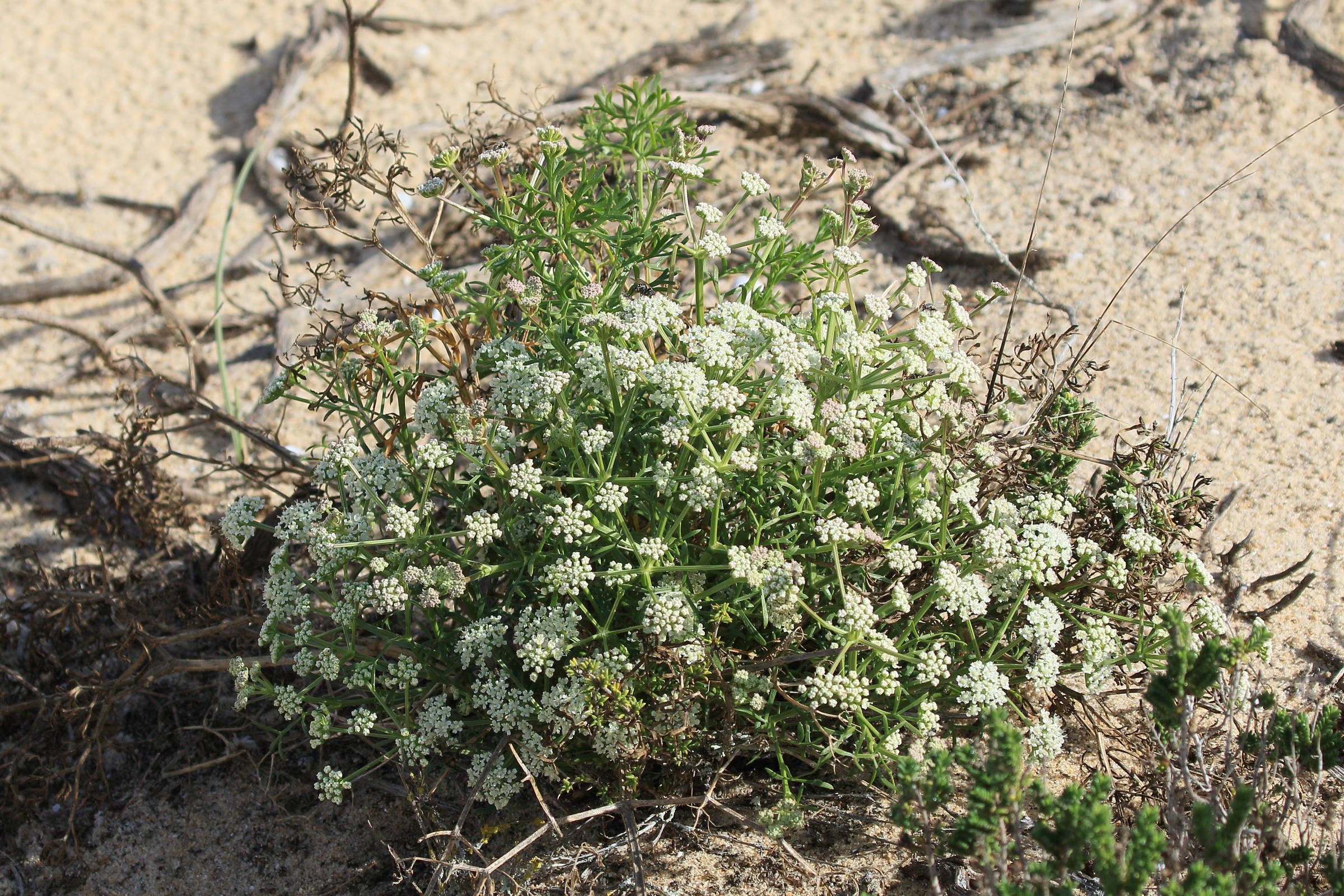 crithmum_maritimum13bd