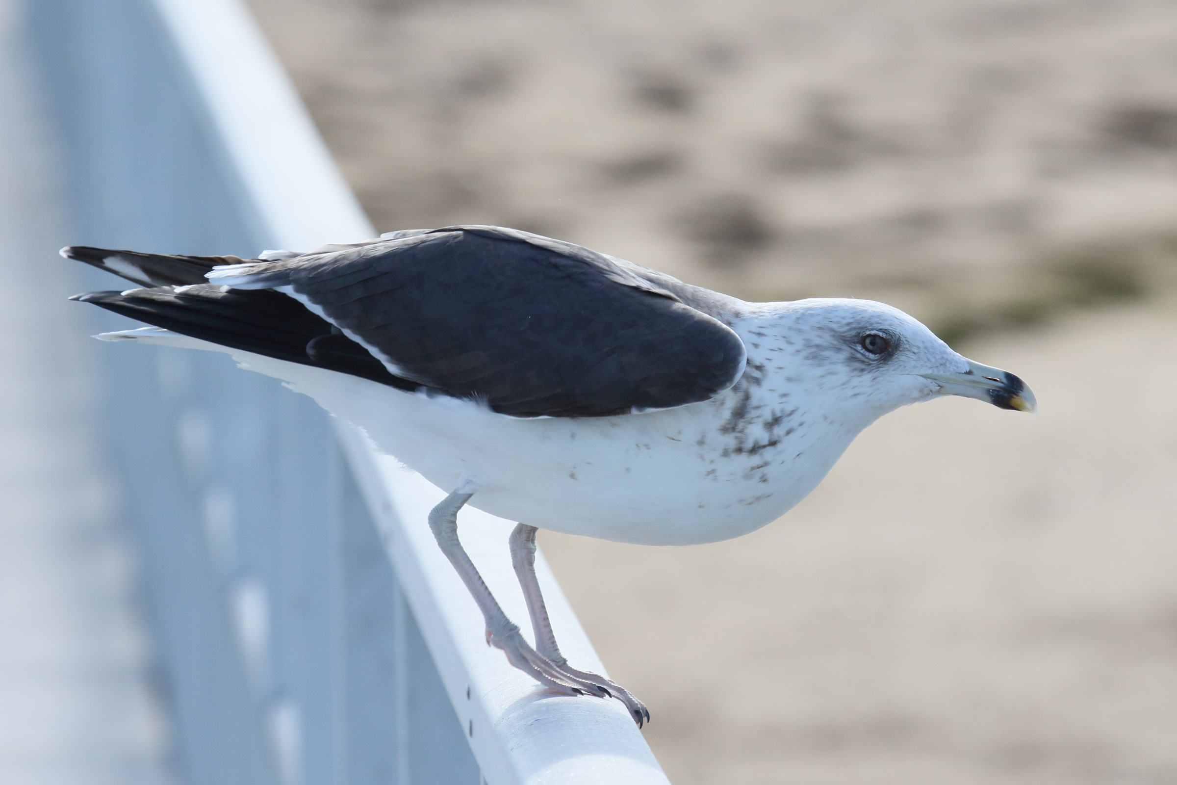 goeland_brun_-_larus_fuscus12md