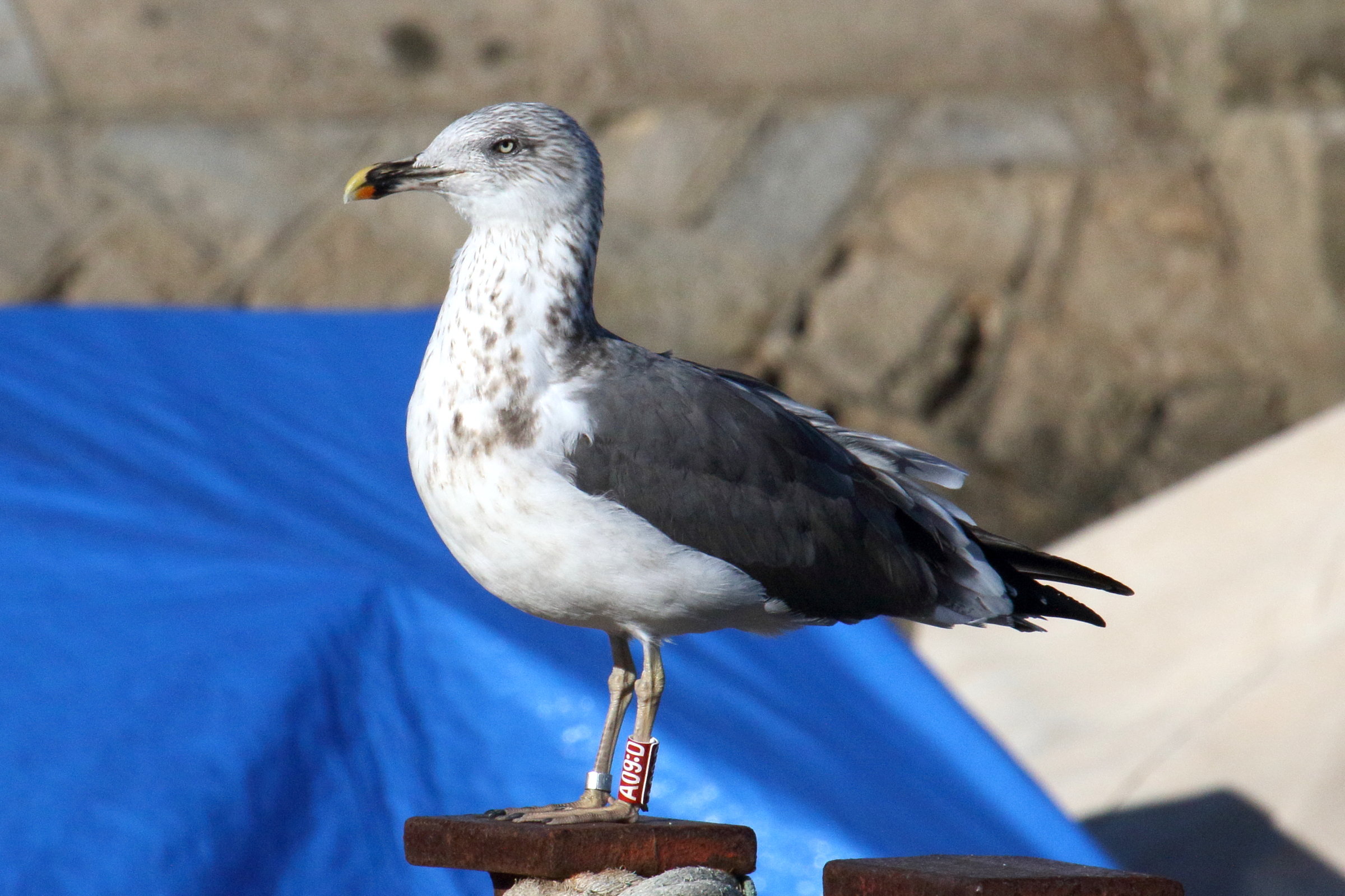 goeland_brun_-_larus_fuscus13md