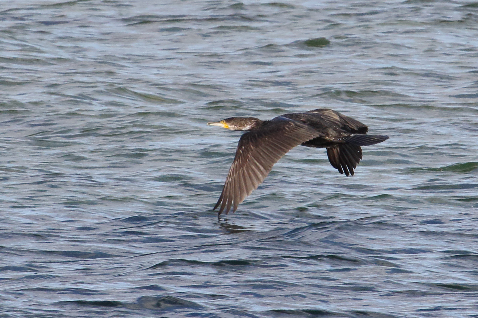 grand_cormoran_-_phalacrocorax_carbo15md