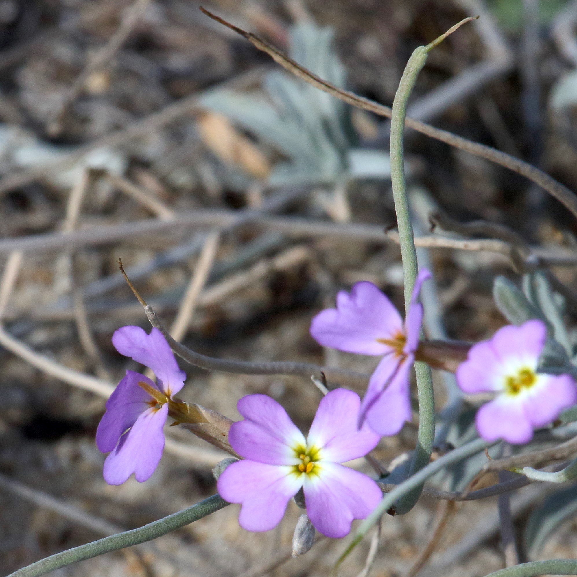 Afficher le média malcolmia_littorea5md malcolmia_littorea5md