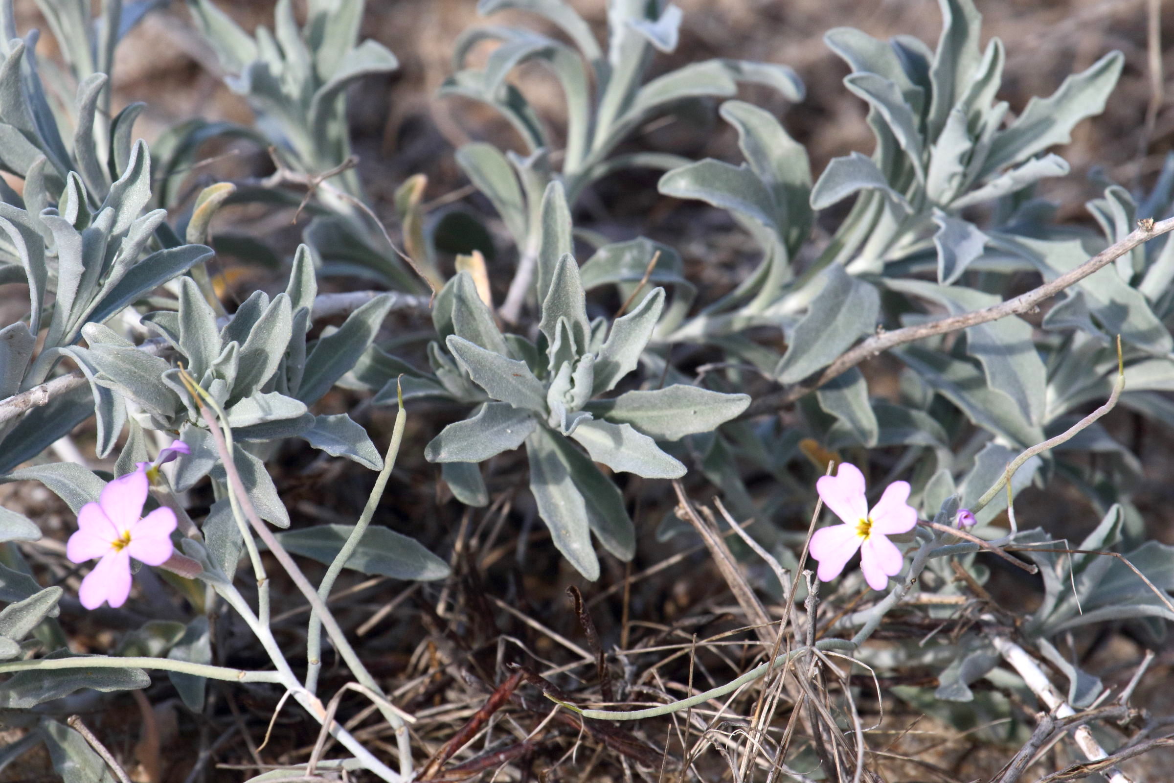 Afficher le média malcolmia_littorea6md malcolmia_littorea6md