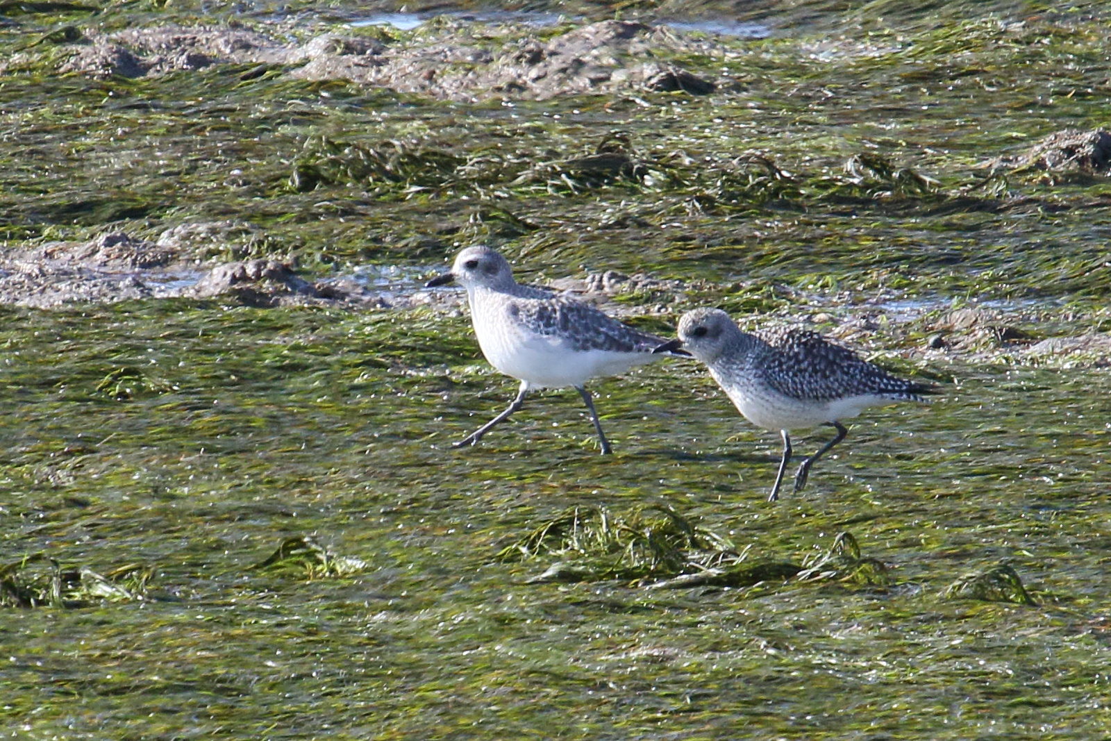 pluvier_argente_-_pluvialis_squatarola8md