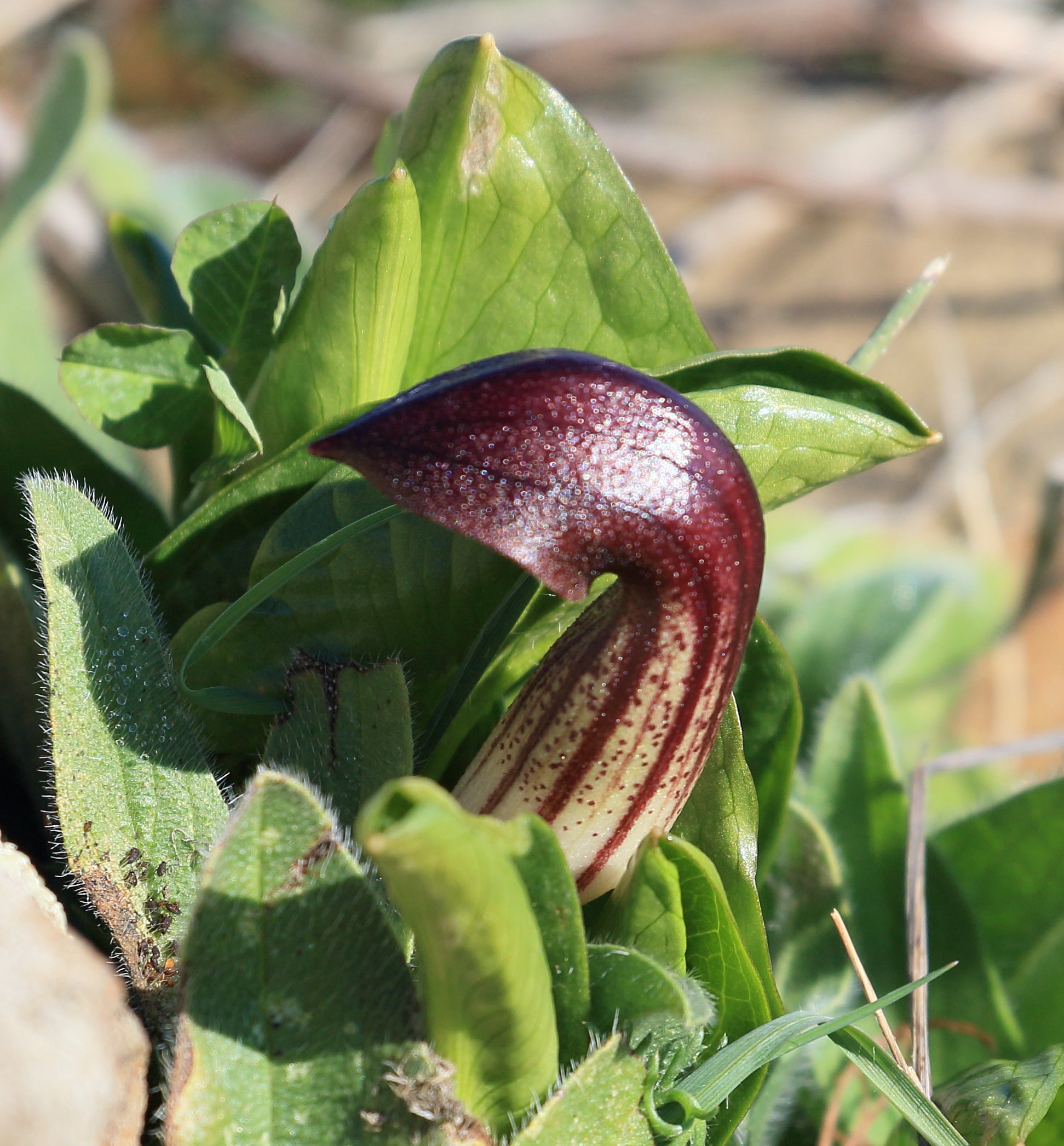 arisarum_vulgare4bd