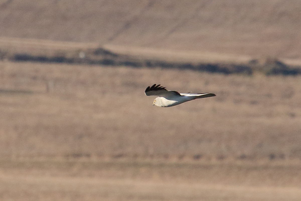 busard_saint-martin_-_circus_cyaneus1md