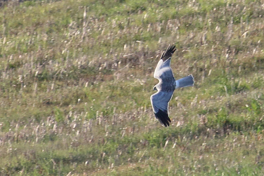 busard_saint-martin_-_circus_cyaneus2md