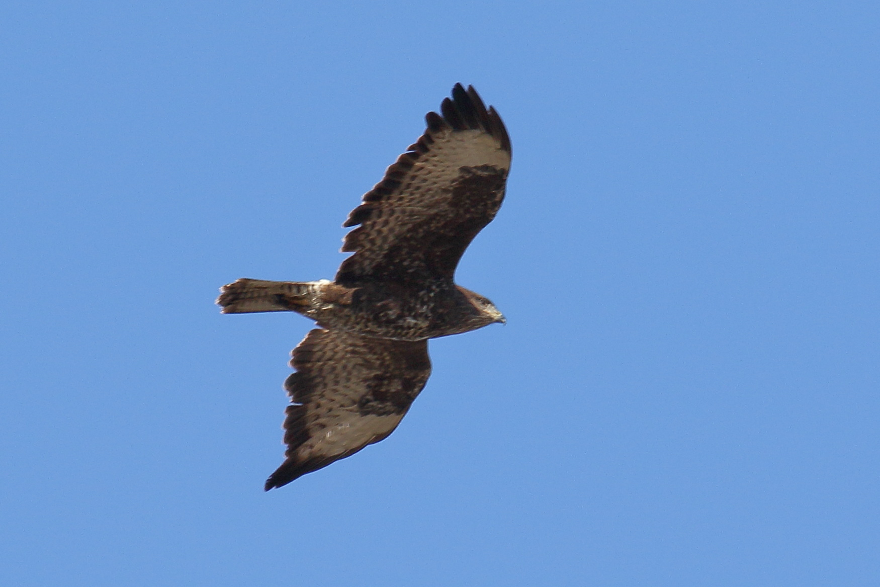 buse_variable_-_buteo_buteo9md
