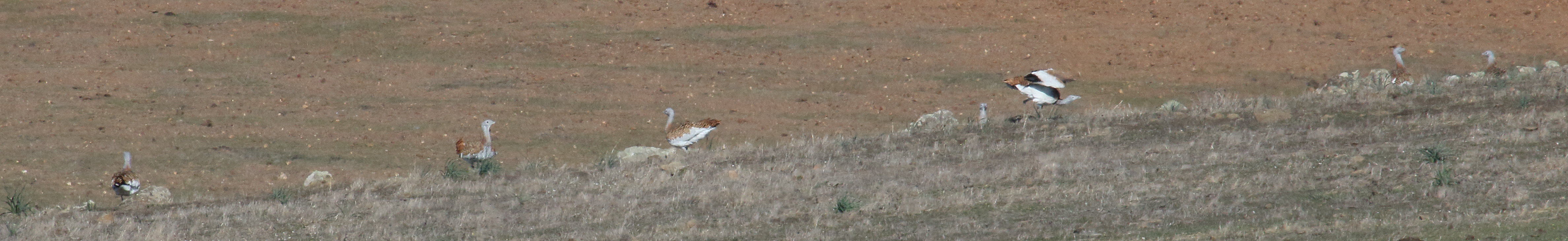 grande_outarde_-_otis_tarda2md