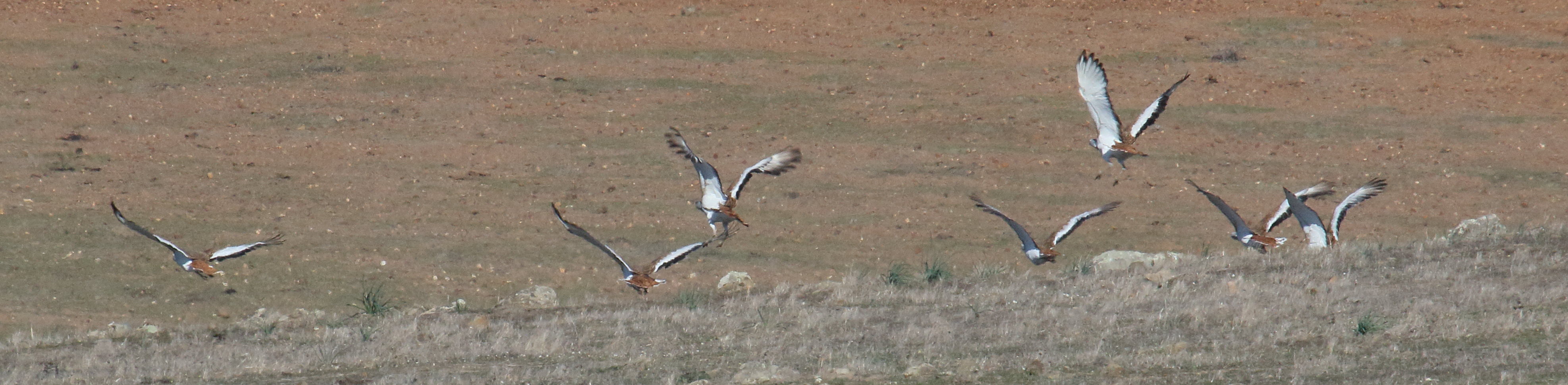 grande_outarde_-_otis_tarda3md