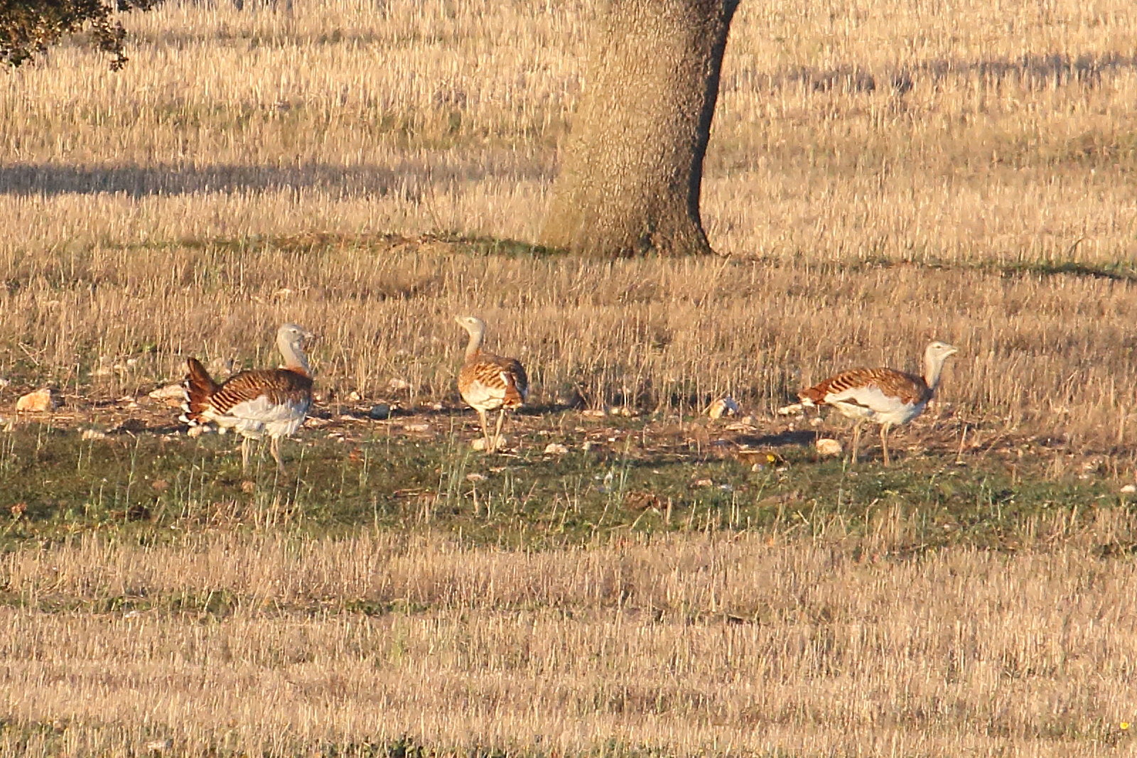 grande_outarde_-_otis_tarda4md