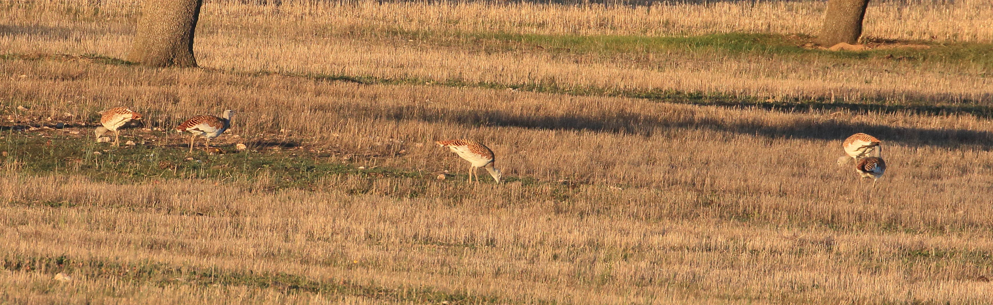 grande_outarde_-_otis_tarda5bd