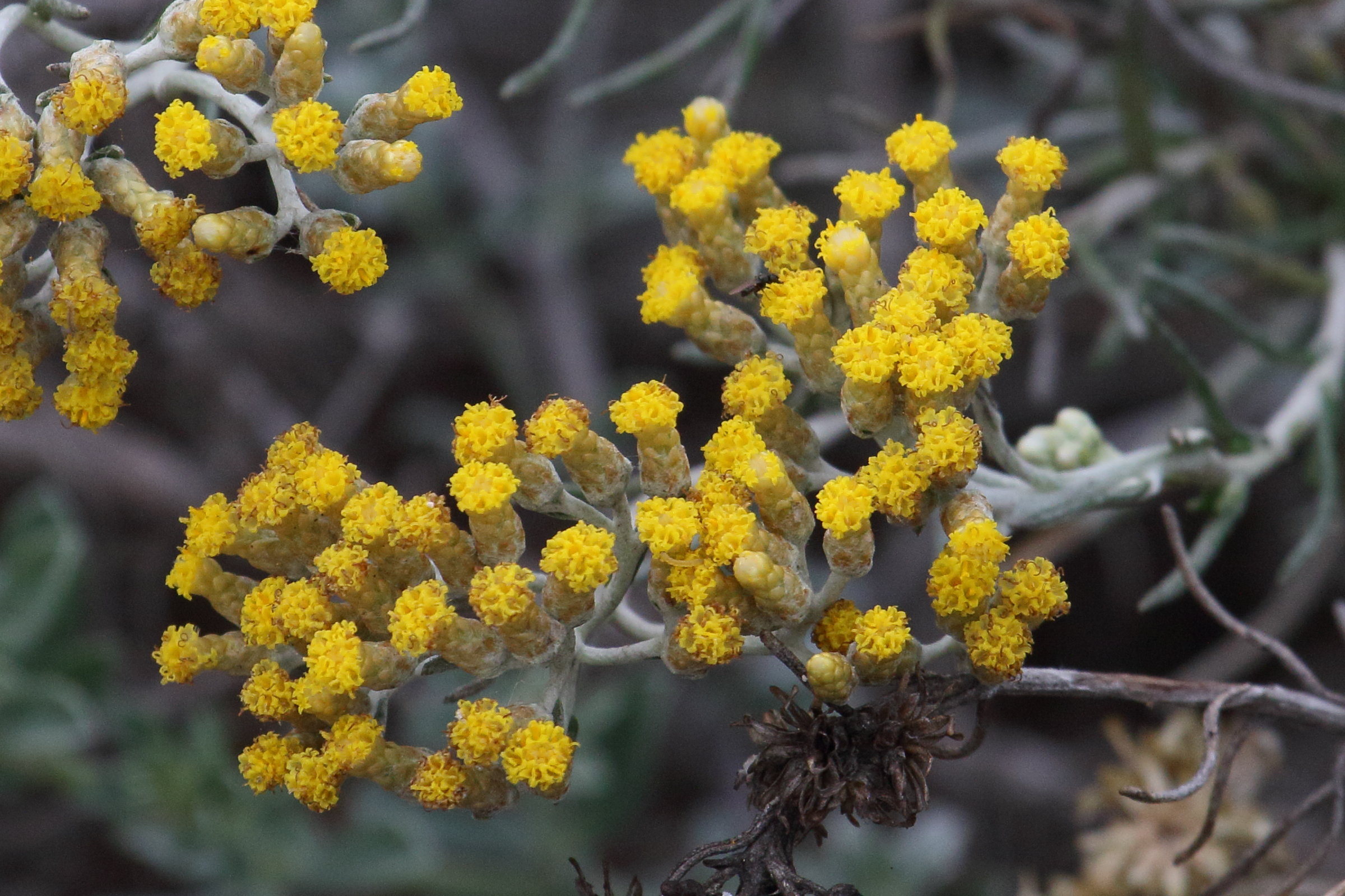 Afficher le média helichrysum_italicum_serotinum2md helichrysum_italicum_serotinum2md