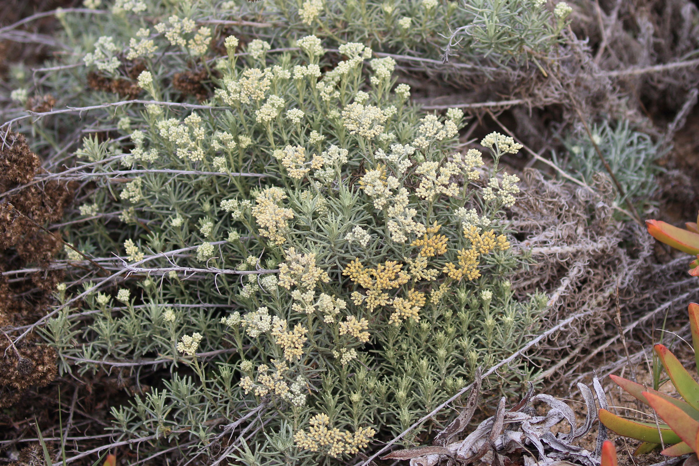 Afficher le média helichrysum_italicum_serotinum3bd helichrysum_italicum_serotinum3bd